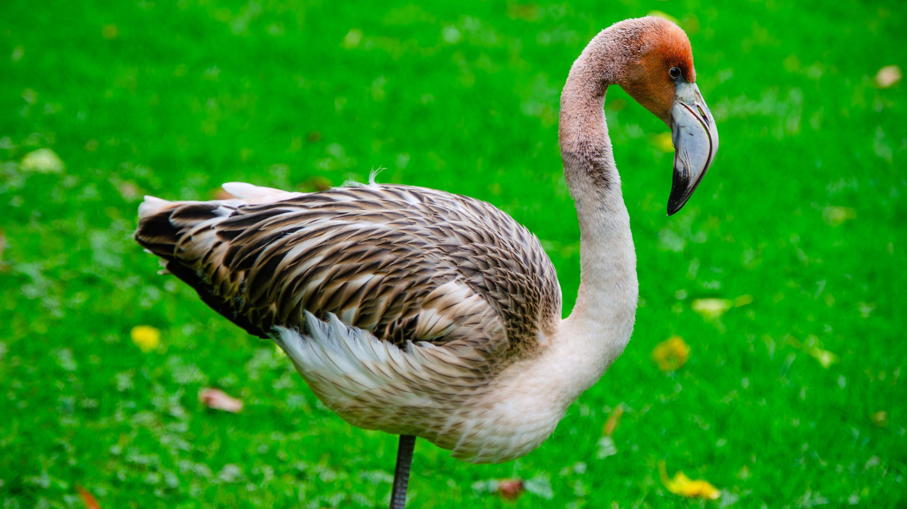 Frankie is standing on a grassy lawn. She has a pink head, white neck and the feathers on her body are brown and white. She has a large white and black curved beak. 