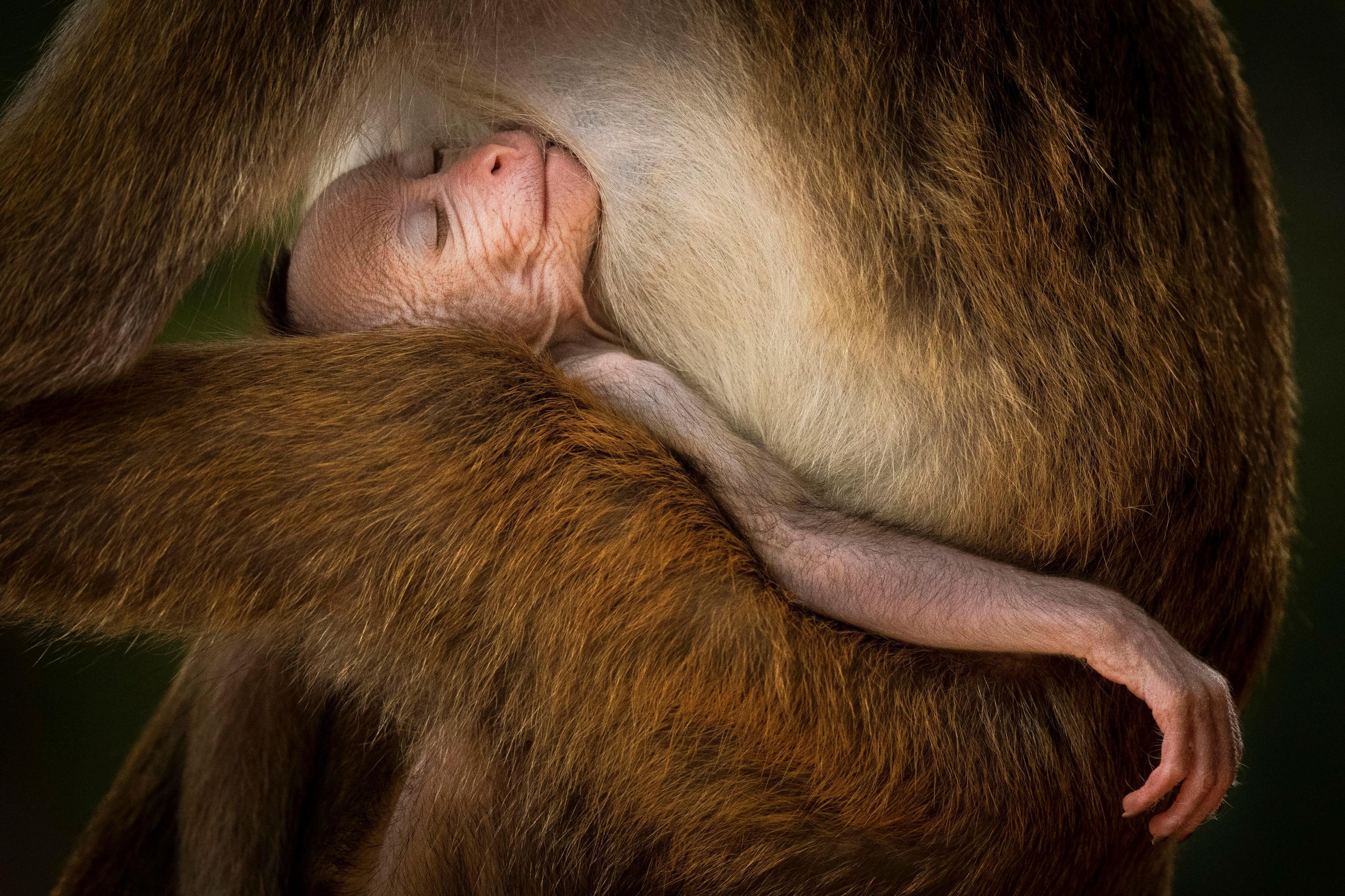 a young toque macaque sleeping in an adult's arms