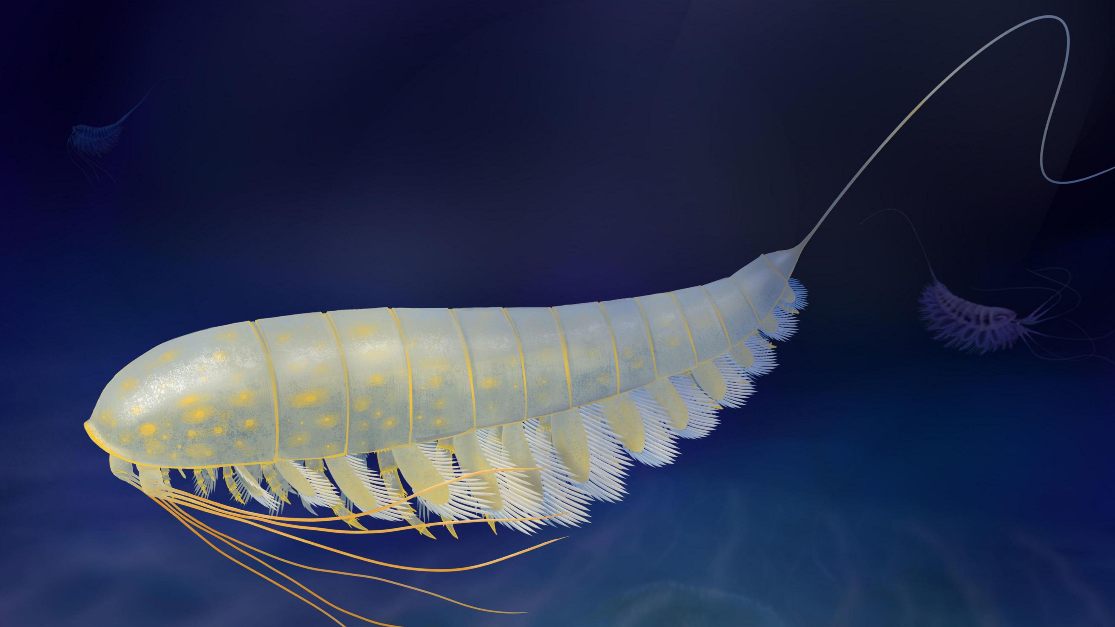 A a life reconstruction of Lomankus edgecombei. It has a golden colour and long whip-like hairs at the front.