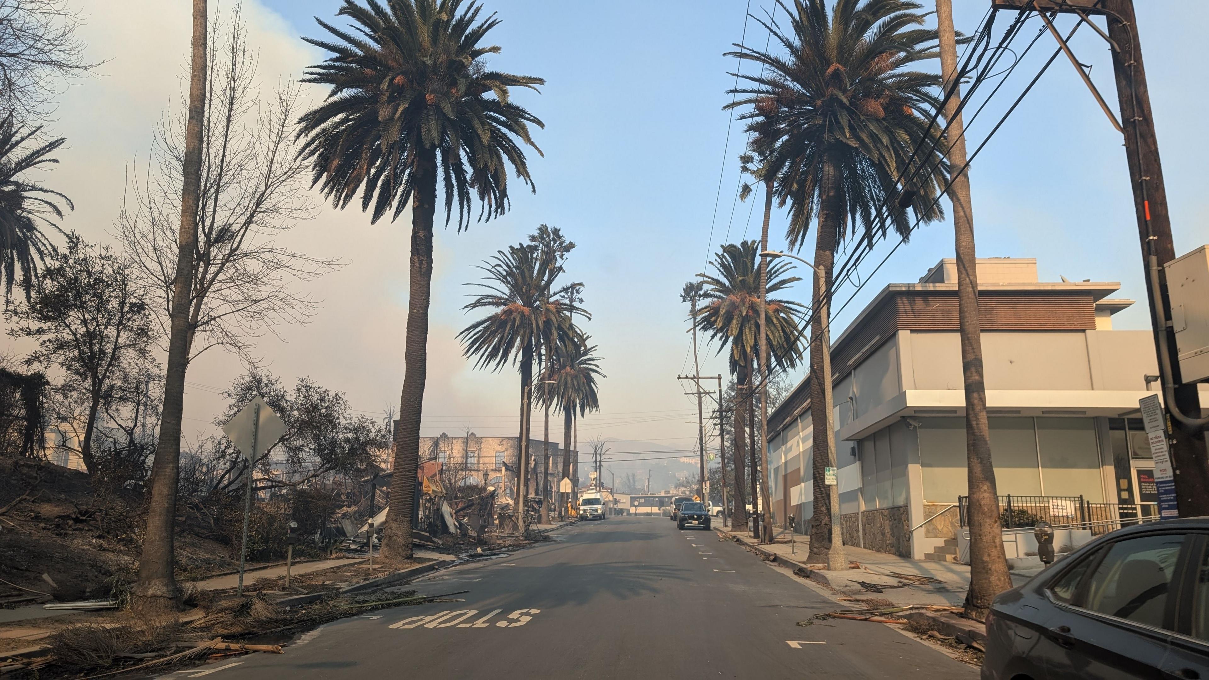 A street in LA with palm trees surrounded by burnt buildings and unburnt buildings