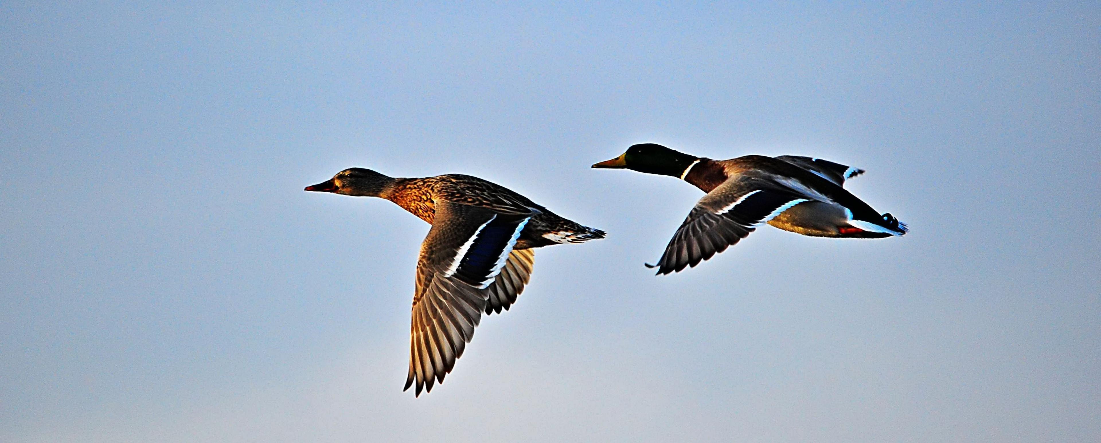 Two ducks flying against a clear, pale-blue sky