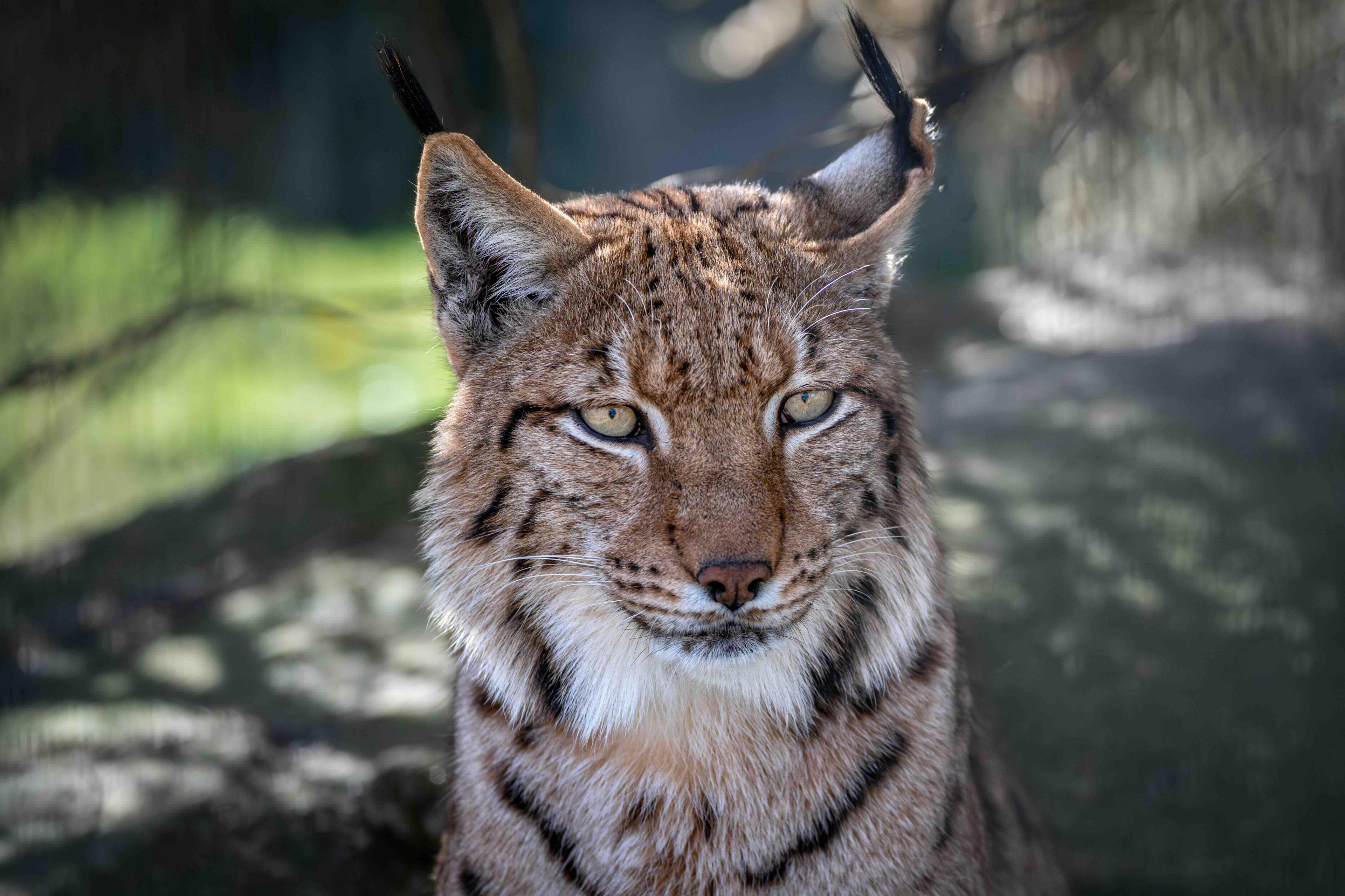 A lynx with clear and distinct orange black and white stripings looks out towards the camera.
