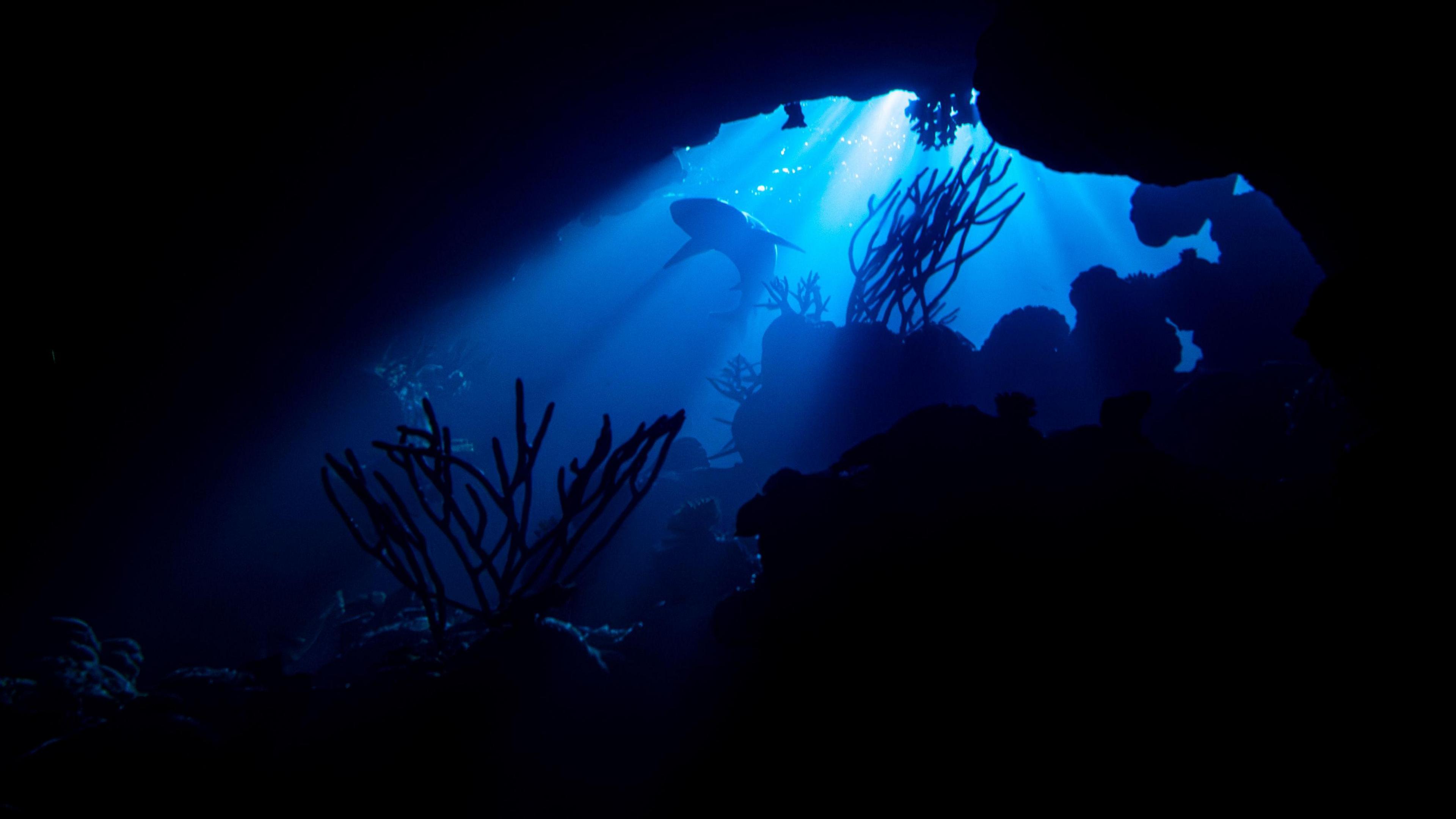 Photograph shows under the ocean. Shards of sun light can be seen coming from the surface of the sea, shadows of plants can be seen on the seabed, and the outline of a grey reef shark is curving through the water.