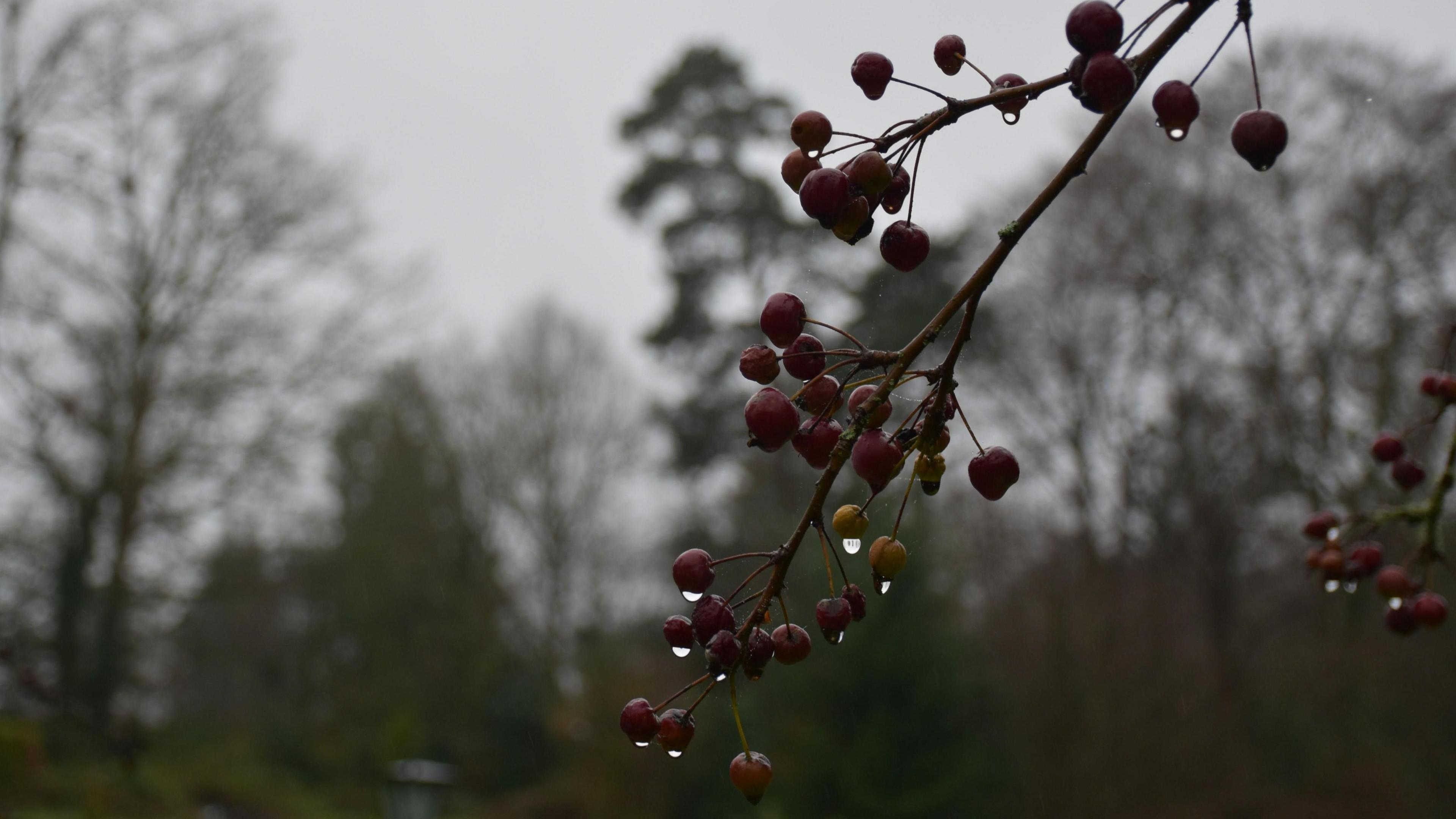 Close-up shot of a tree branch with small red berries on it. Rain drops can be seen dropping off the berries and branch.