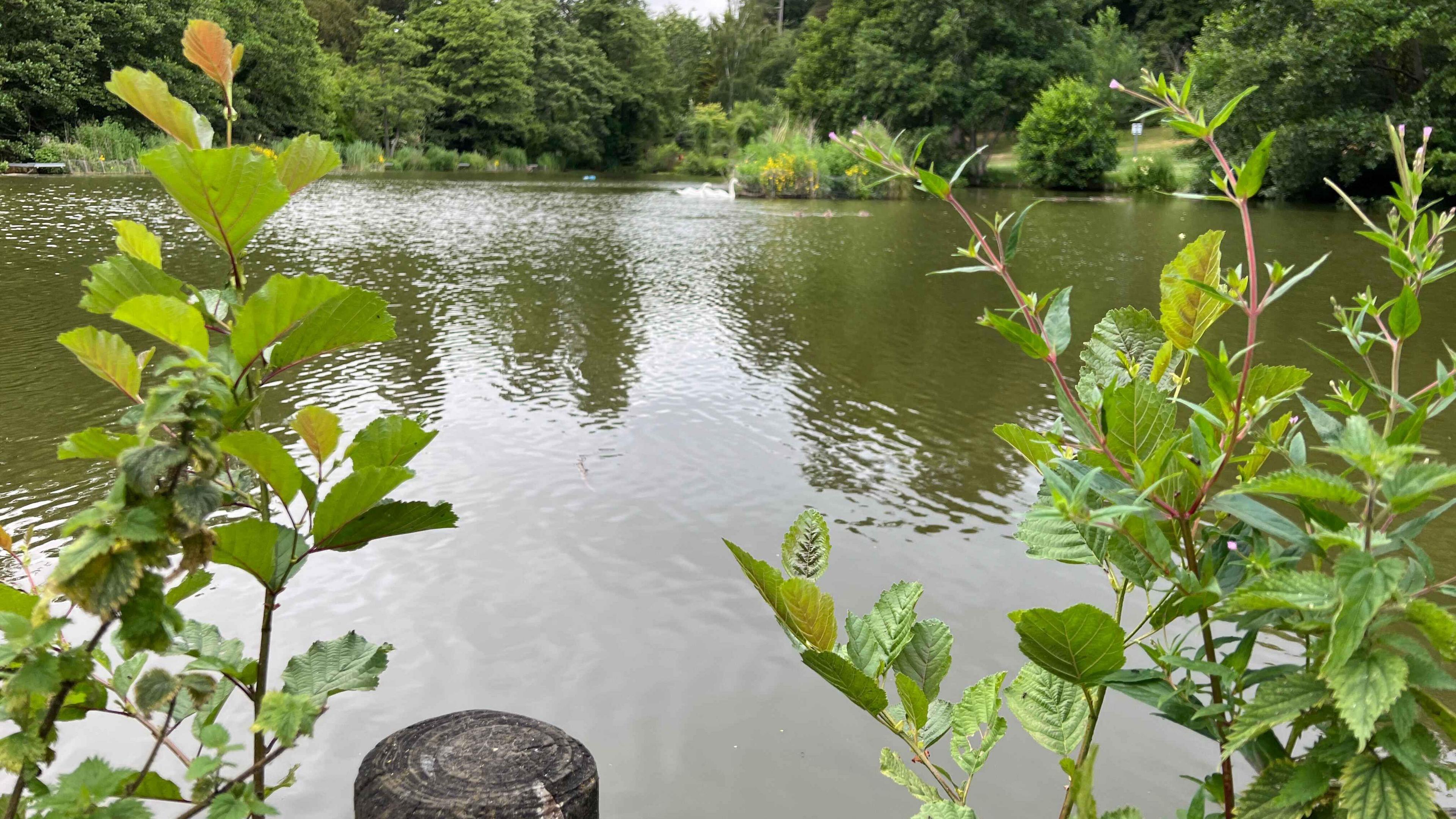 The lake in Stratford Park, with swans in the distance.