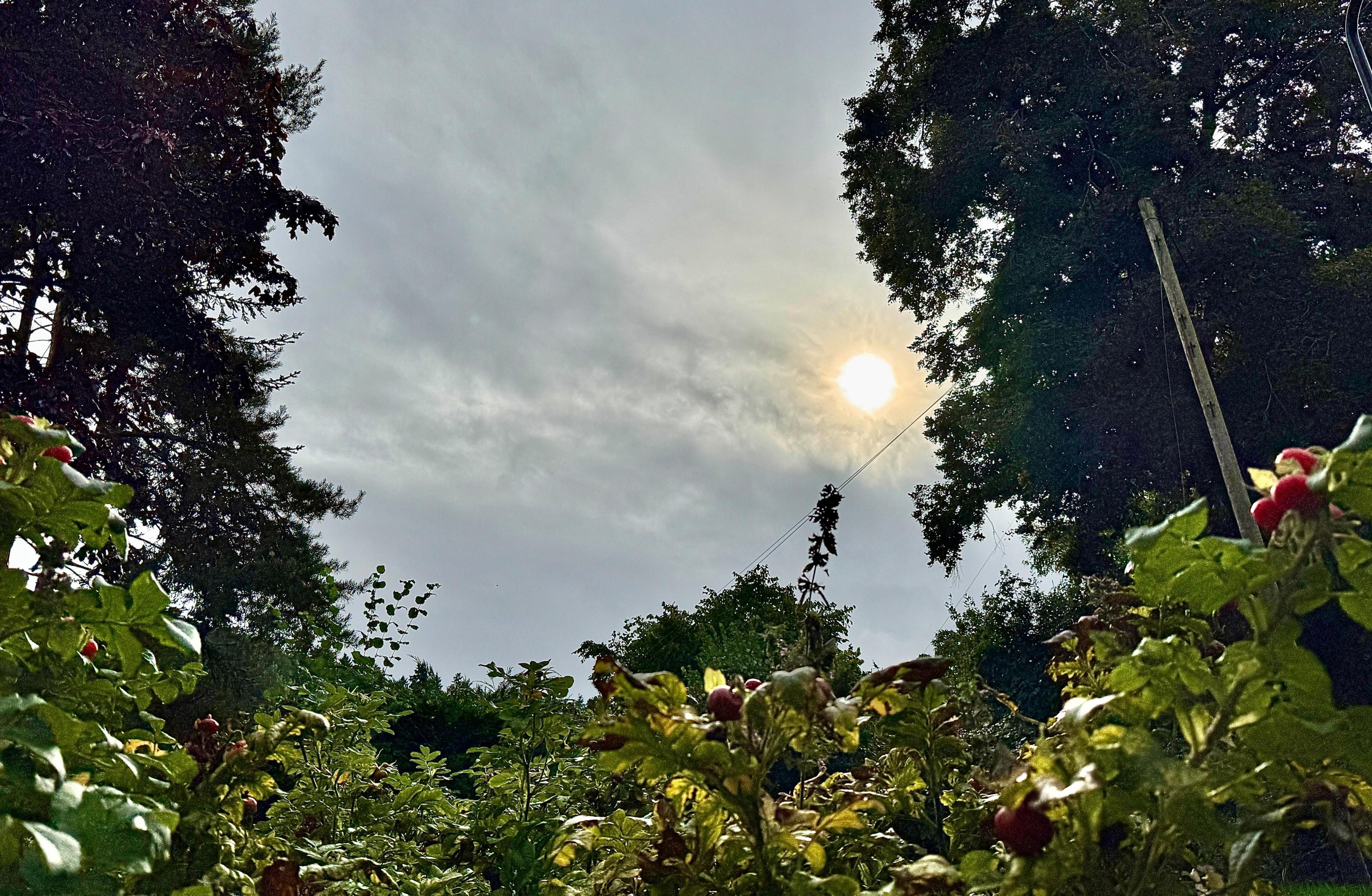 Cloudy sky surrounded by trees with bright yellow sun peeking through 