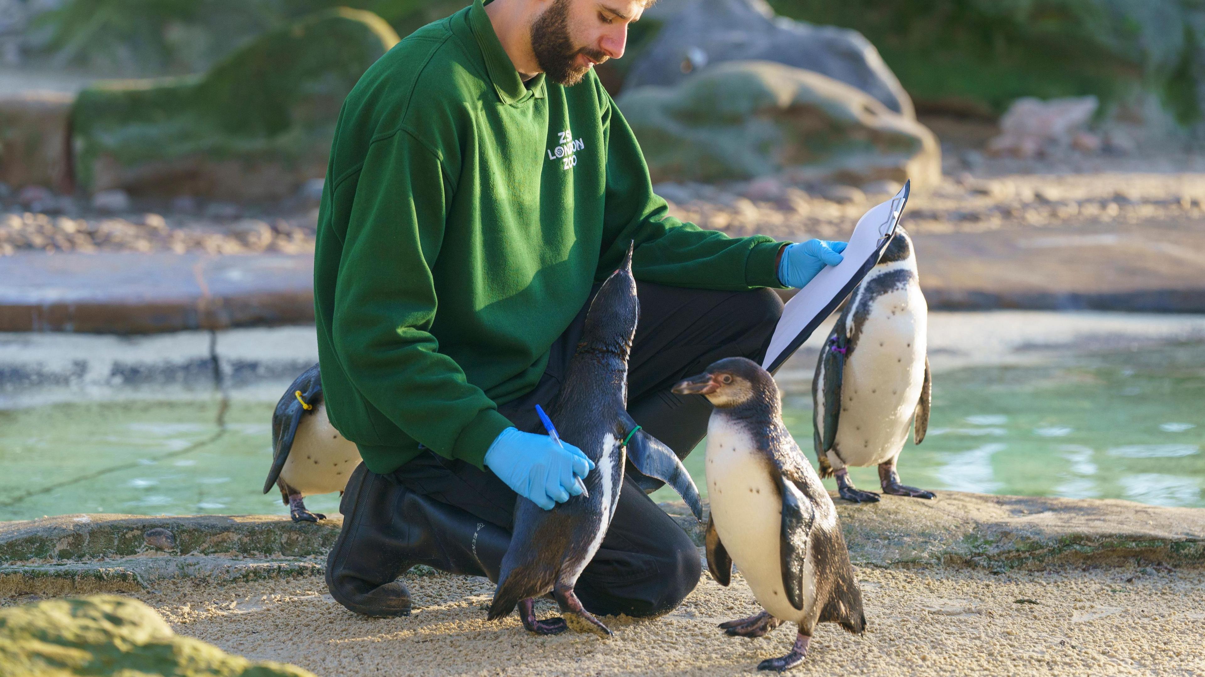 Humboldt penguins with Keeper