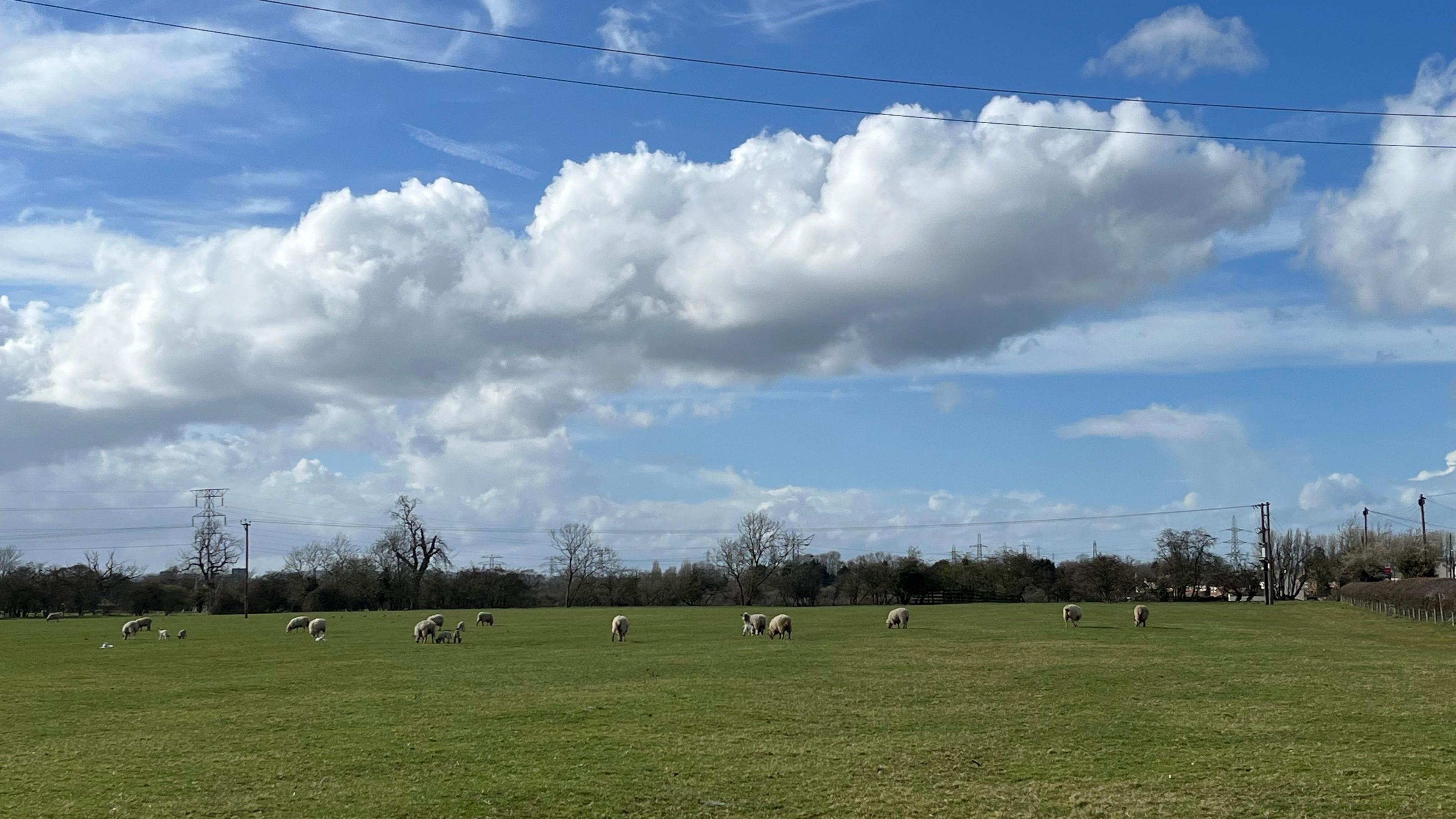 A green field with a number of sheep grazing with blue sky and clouds above.