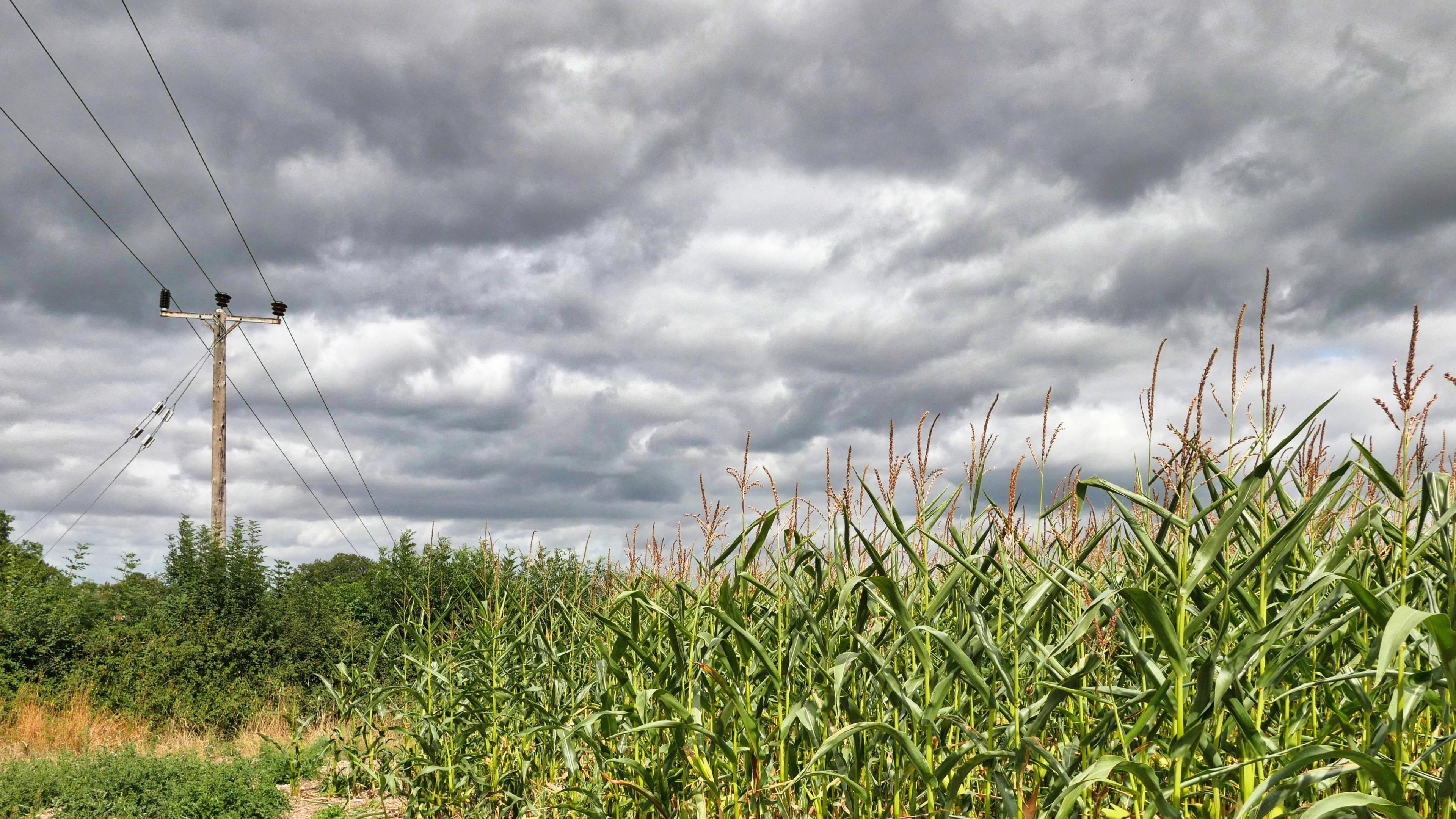 A grey sky over a corn field with an telegraph pole in a green hedge and three wires.