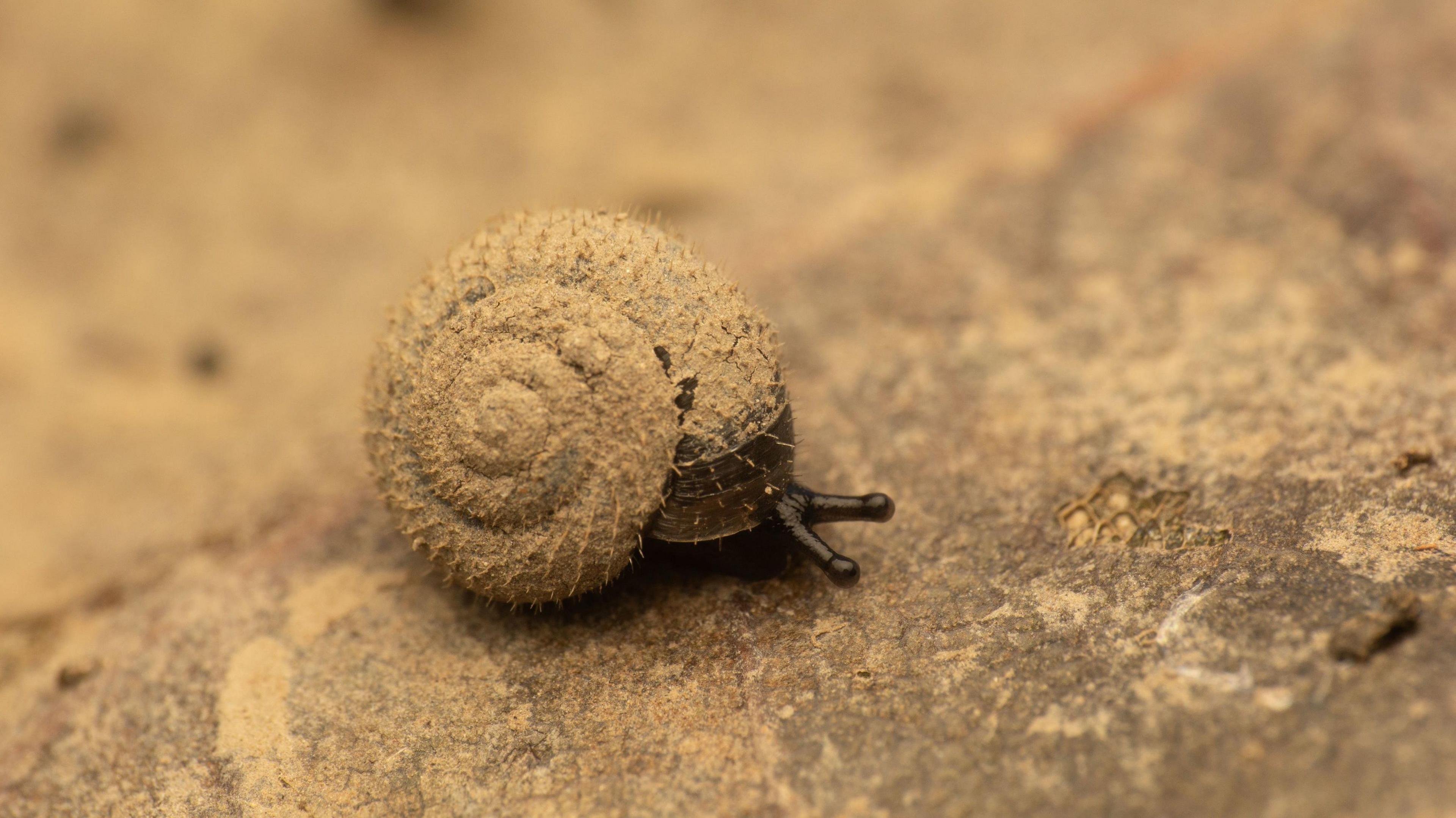 Undated handout photo issued by the Citizen Zoo of a German hairy snail - it is a cream colour with swirly shell facing the camera and brown tentacles or feelers sticking out on a rock or piece of wood.