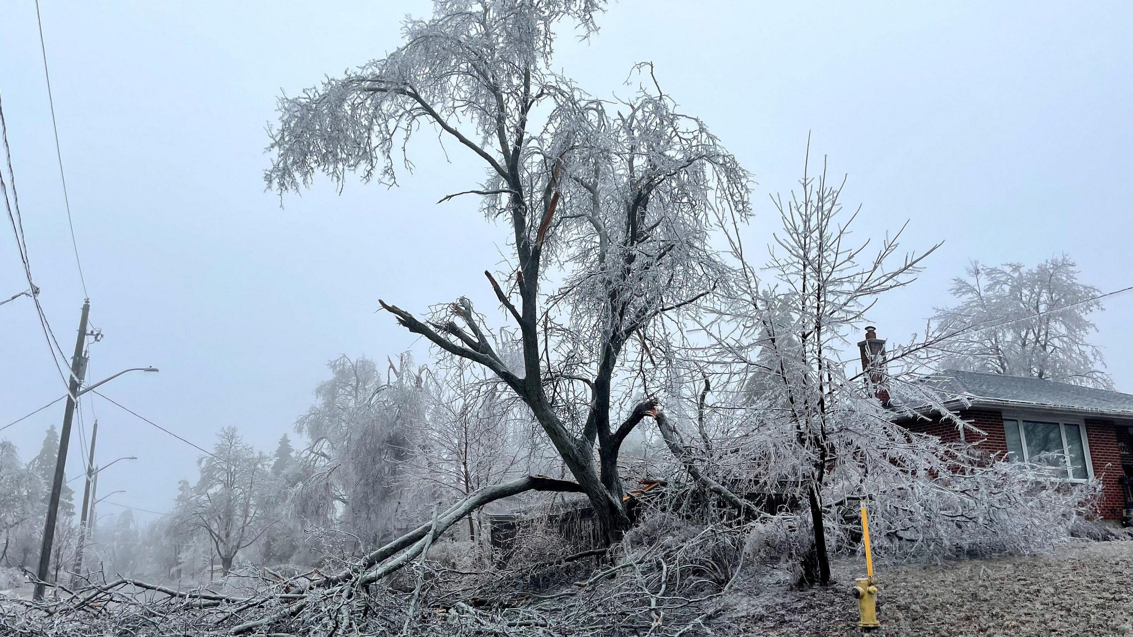 An icy tree blocks a road in Barrie, Ontario