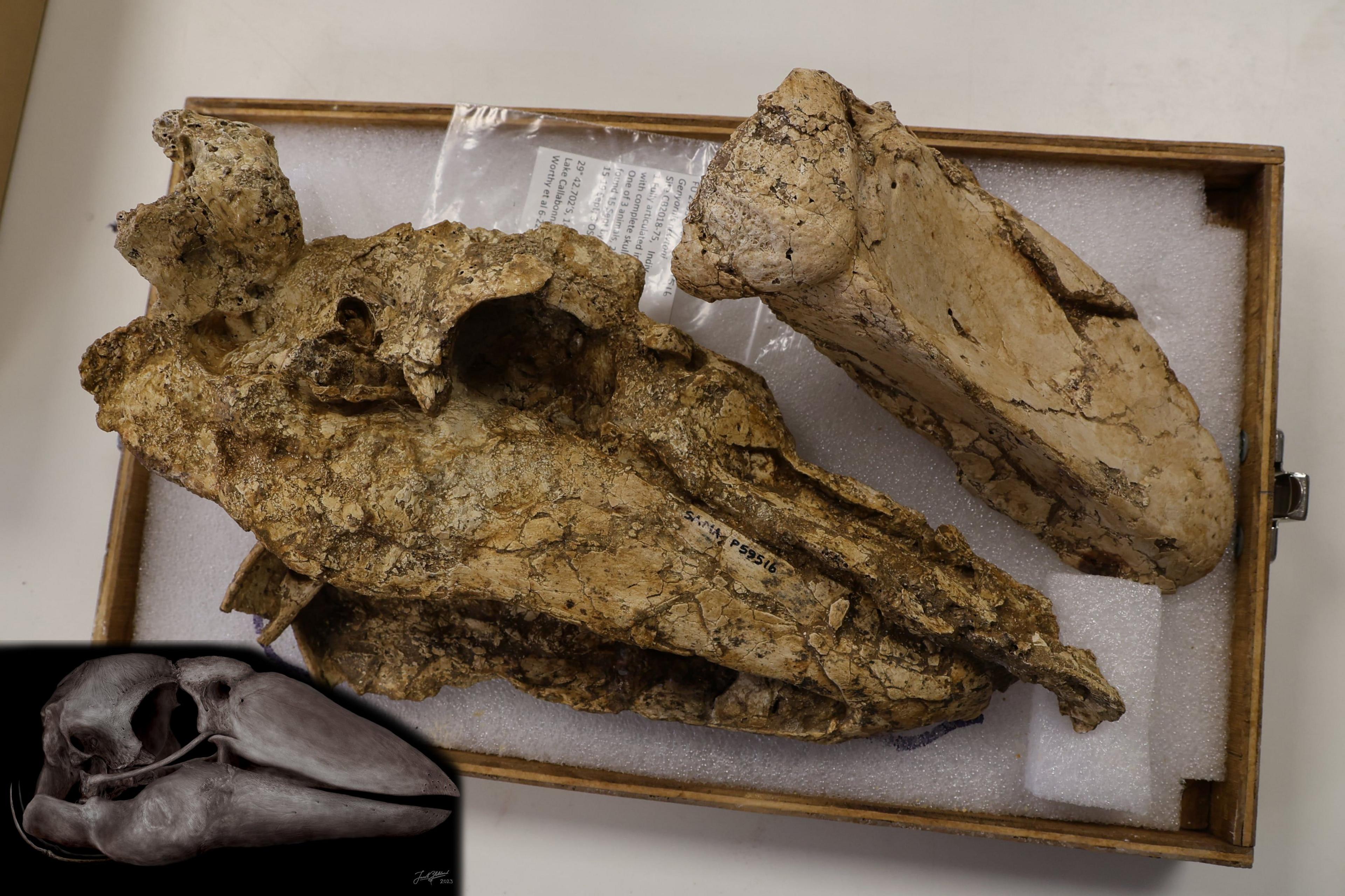 An artistic reconstruction of the skull of Genyornis newtoni next to a photograph of the skull of Genyornis newtoni