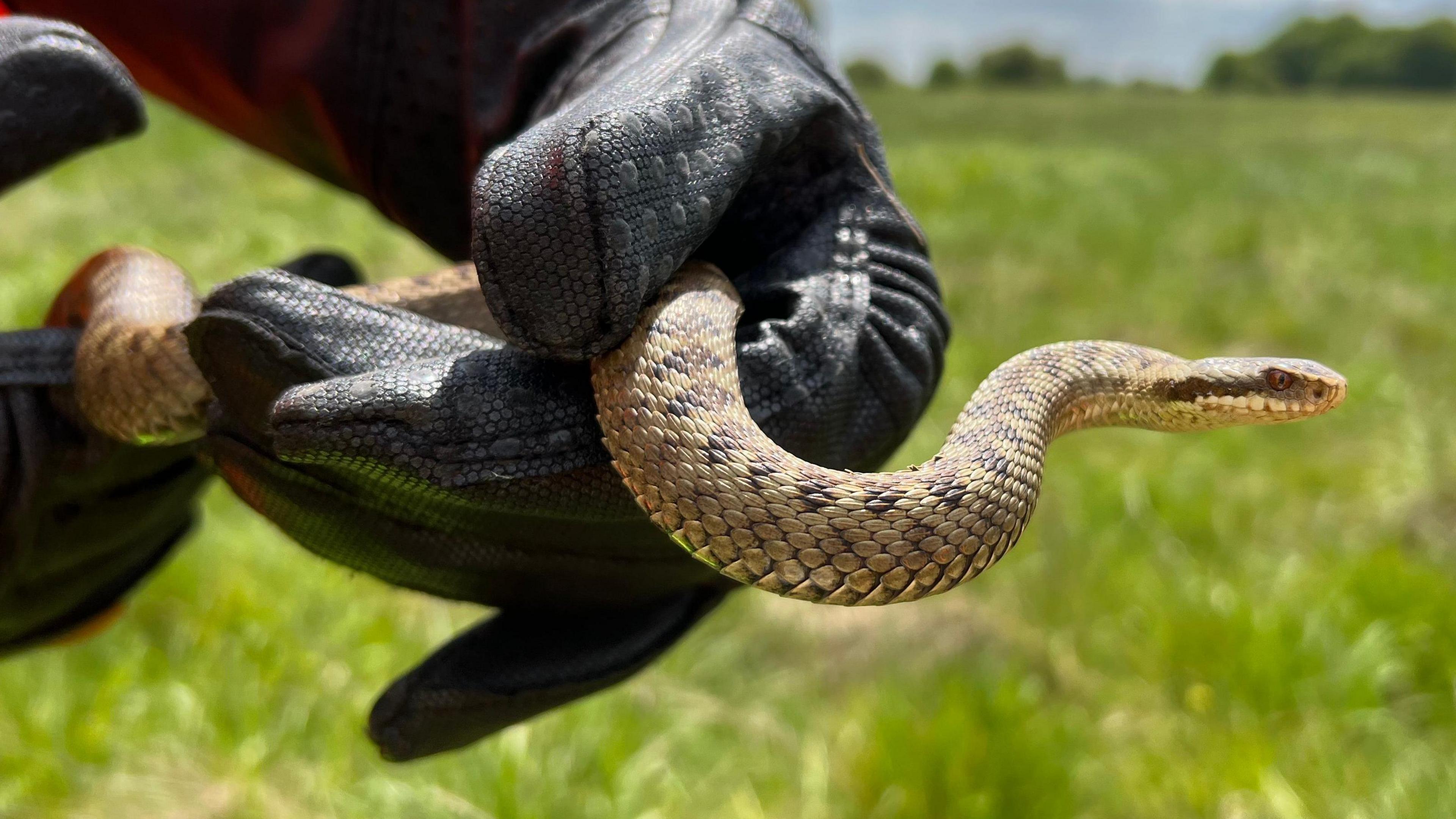 A person wearing thick gloves while holding an adder in a field