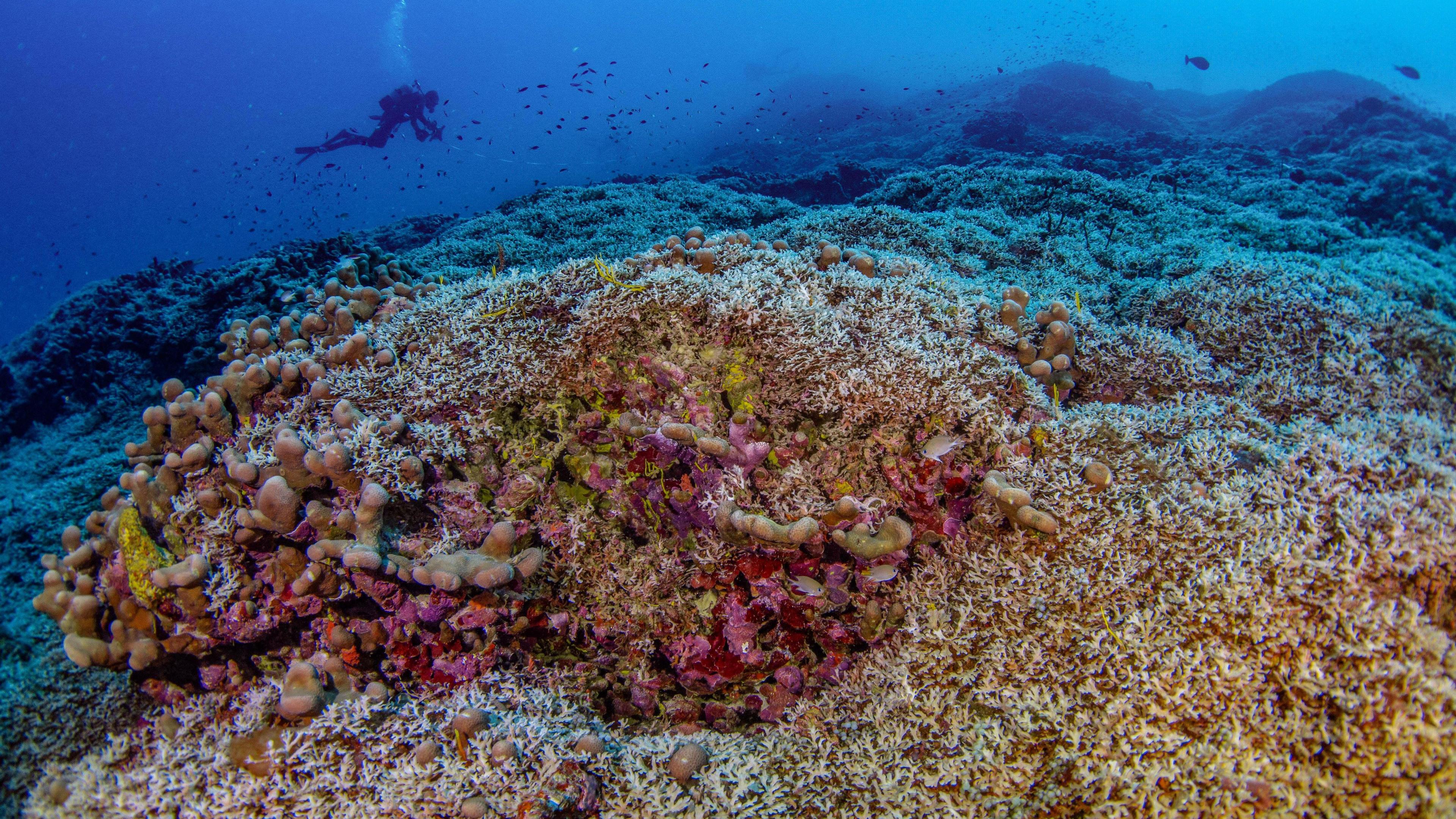 Divers from National Geographic Pristine Seas measure the world’s largest coral colony in the Solomon Islands