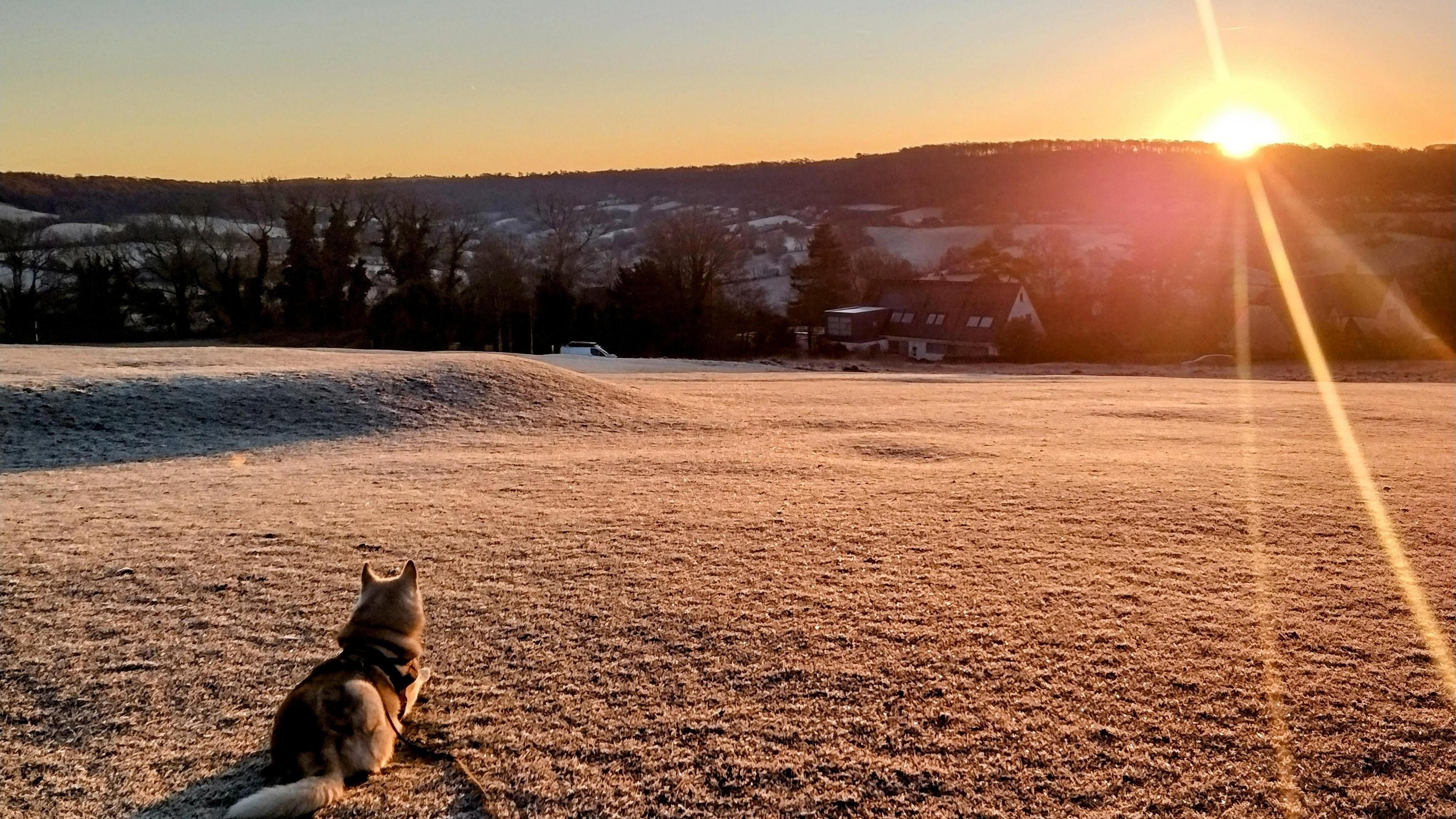 A dog sitting on the frosty field looking at the sunrise over a distant hill at Painswick in Gloucestershire. 