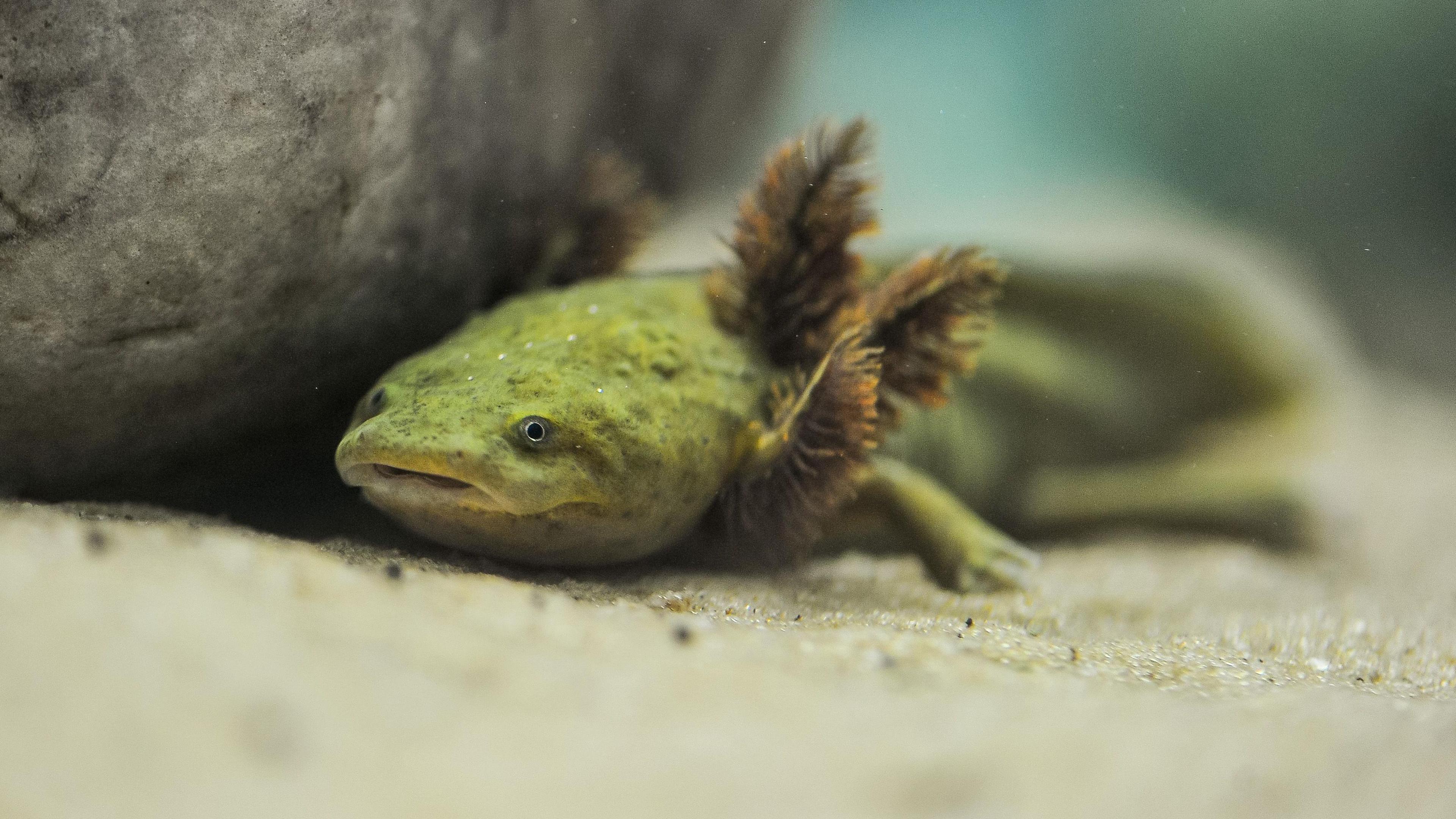 An achoque salamander, which is a green amphibian, lies underwater by a rock.