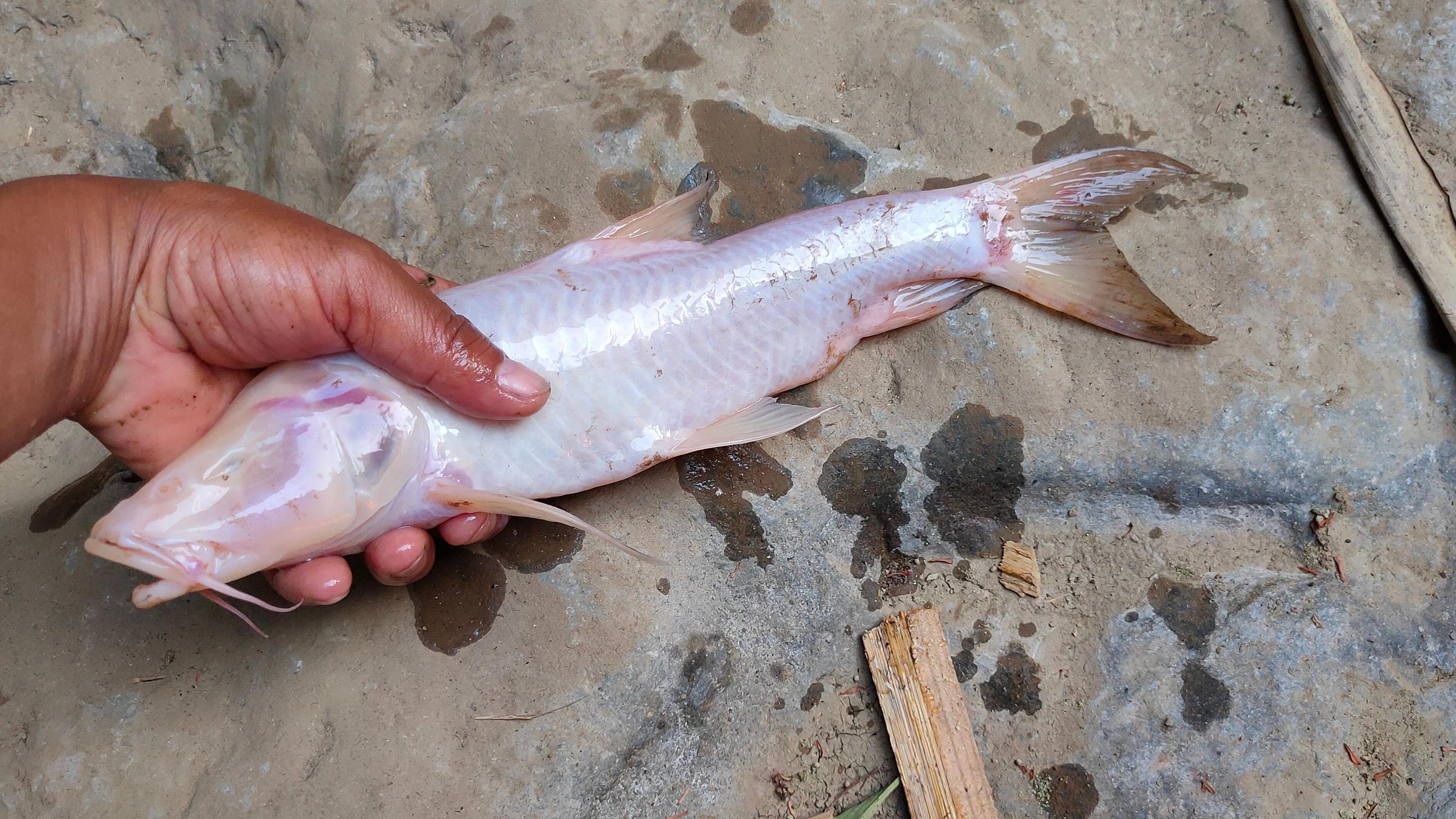 A man holds a large fish that has no pigment or eyes, inside a cave in Meghalaya.