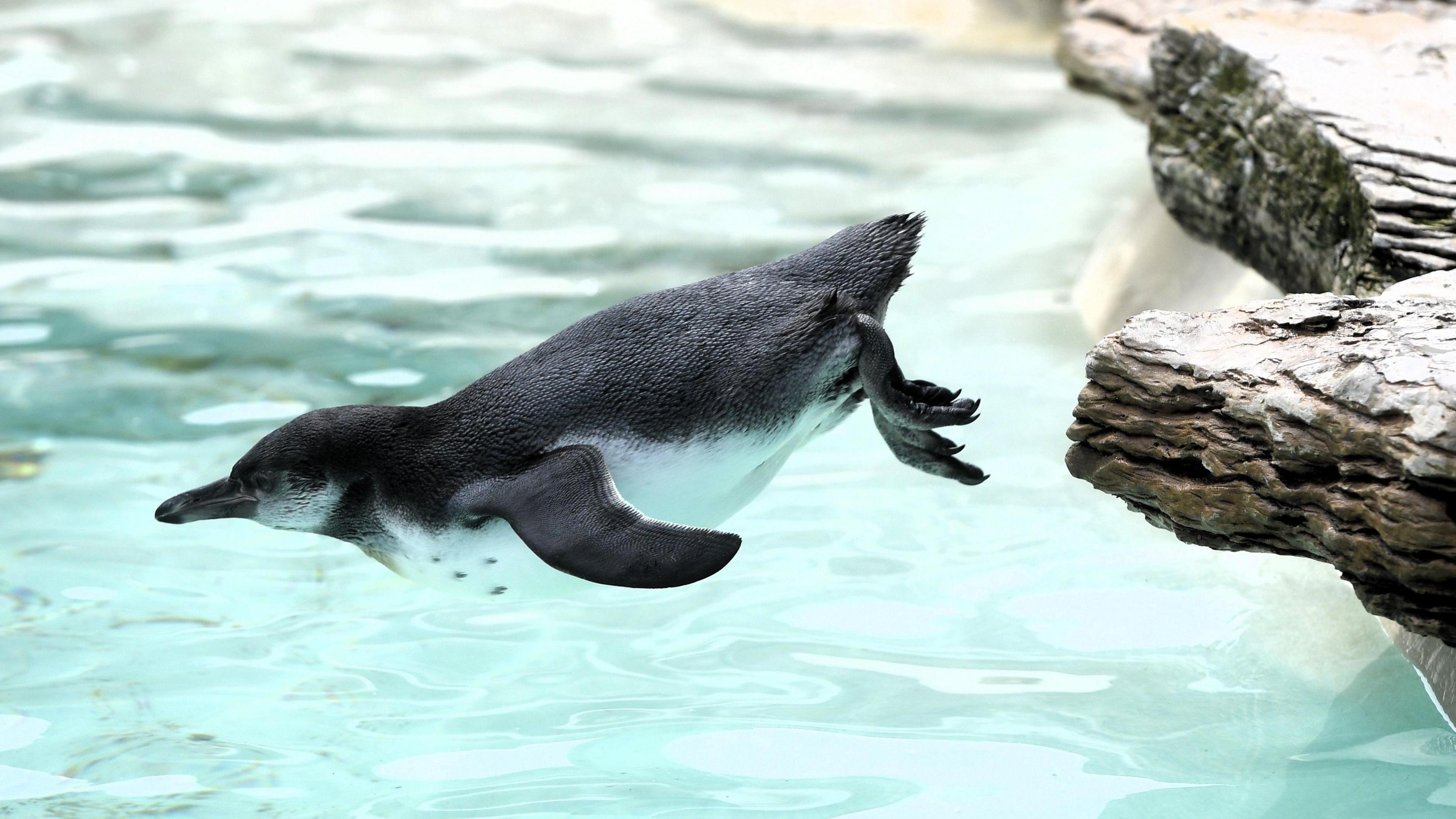 A young penguin dives into the water from a rocky ledge