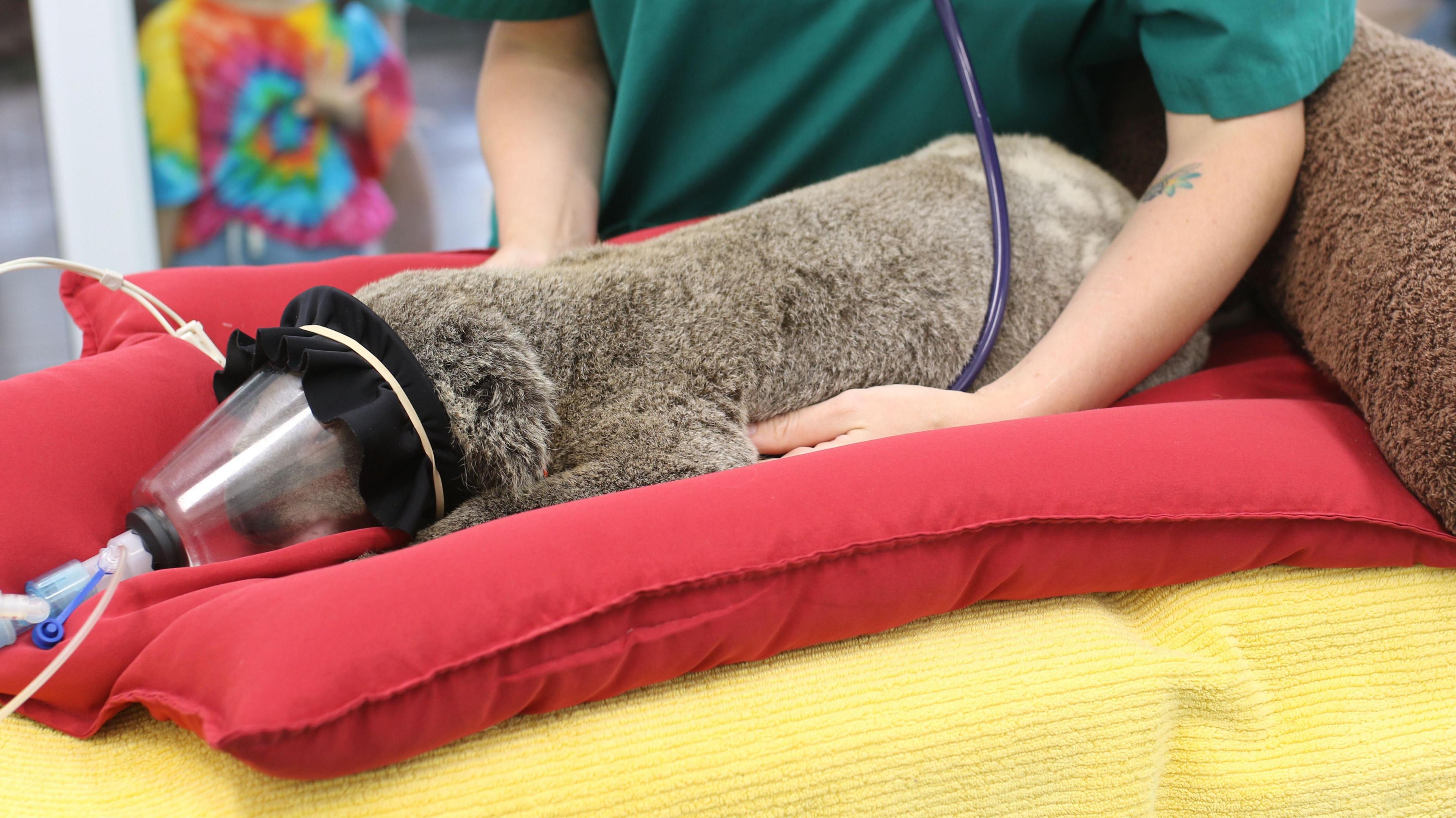 A woman holds a stethoscope to a koala wearing a mask on an examination table at a vet hospital