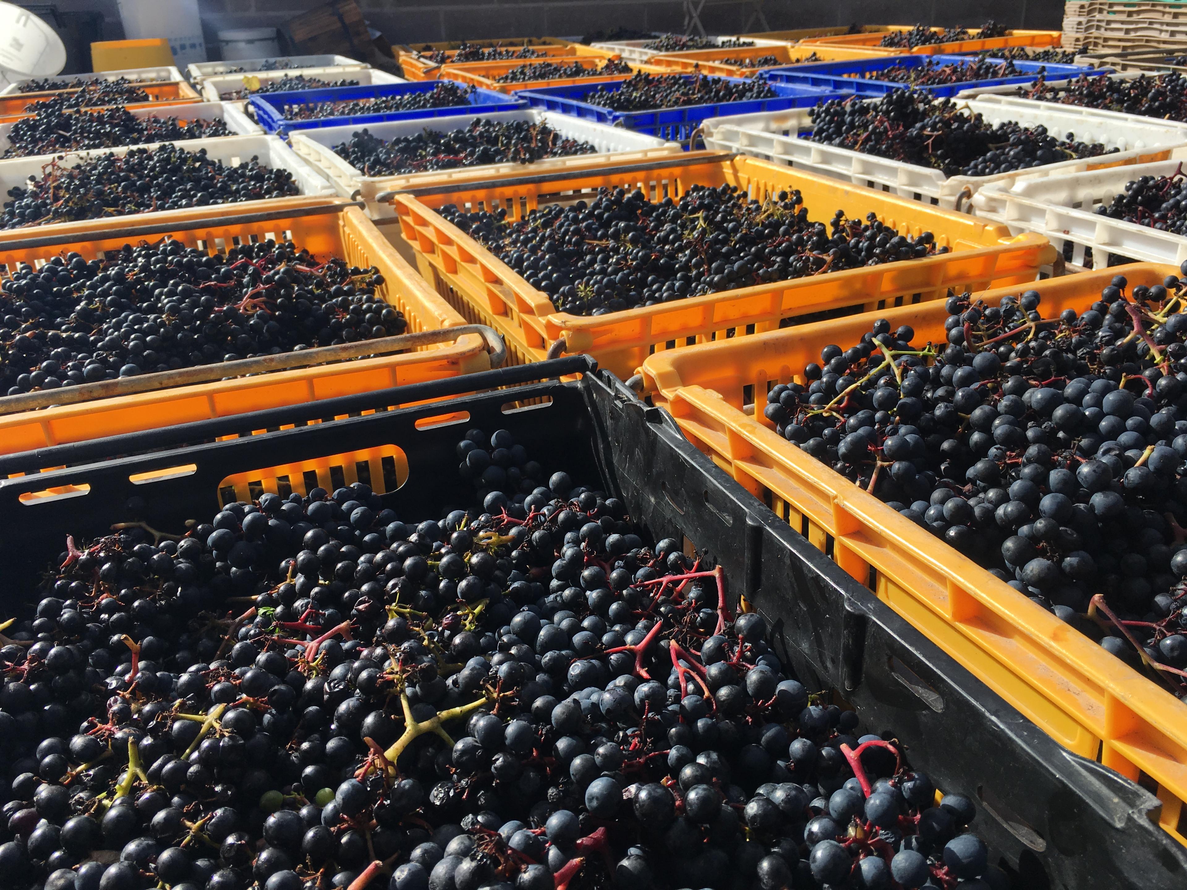 Crates of grapes harvested at Gwinllan Conwy Vineyard