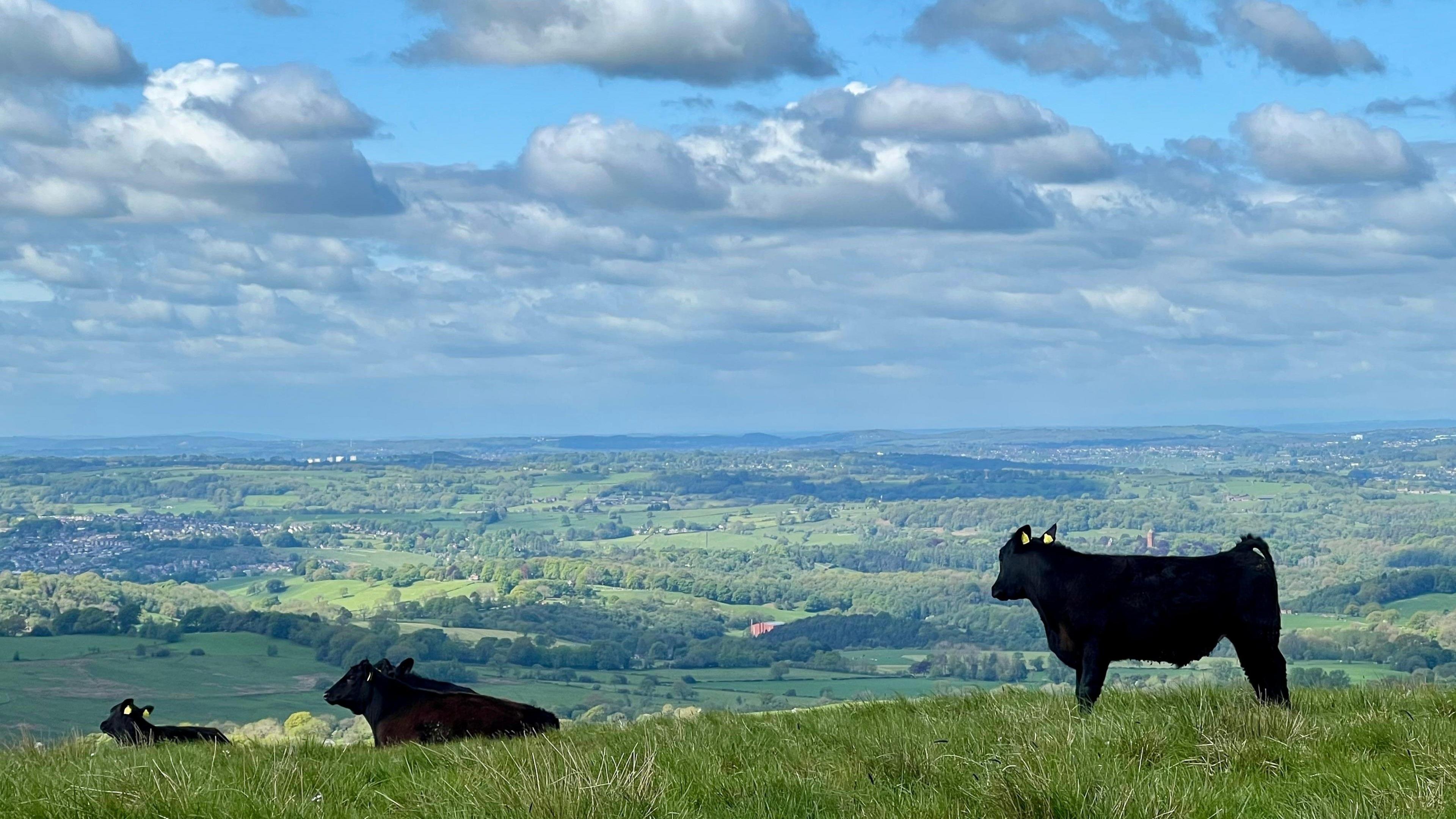 Three black cows, two sitting and one standing, in the foreground on a hill overlooking rural land to the horizon, under a mostly cloudy sky