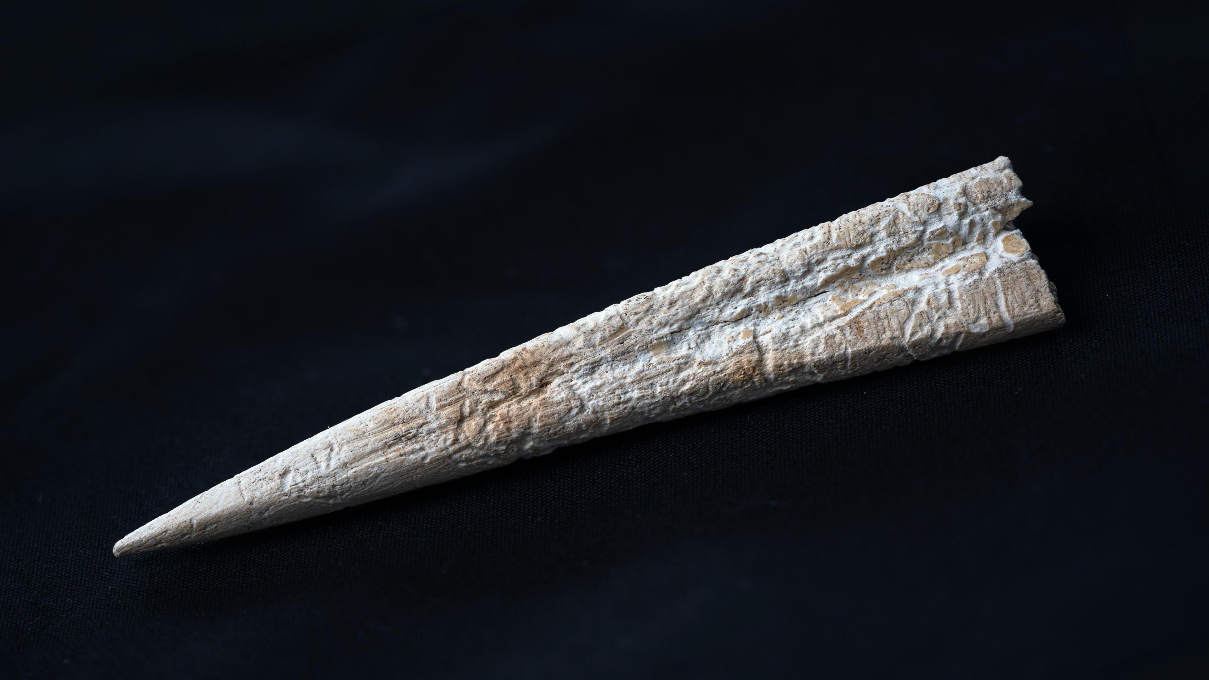 A small piece of bone that has been carved to a sharp point at one end. It may have been used to make holes when working leather. The pointed end is on the left and the wider end on the right. It is white and light brown and is set against a black background. There is a slight groove running about half way along its length from the wider end. 