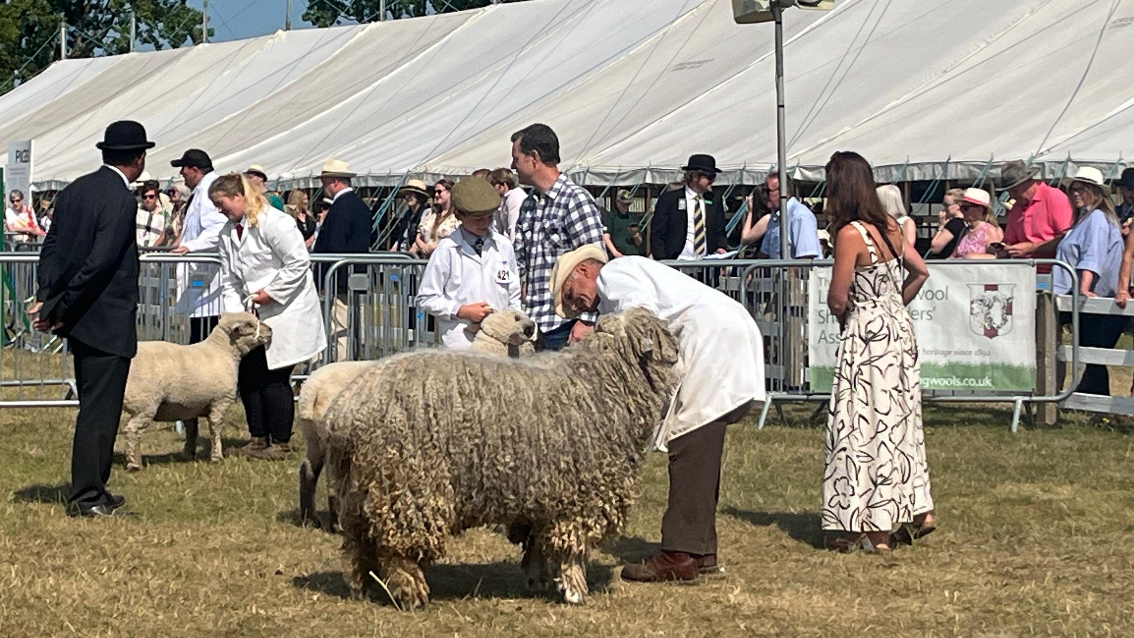 Three sheep are led on to a field at the Lincolnshire Show as people gather to watch.