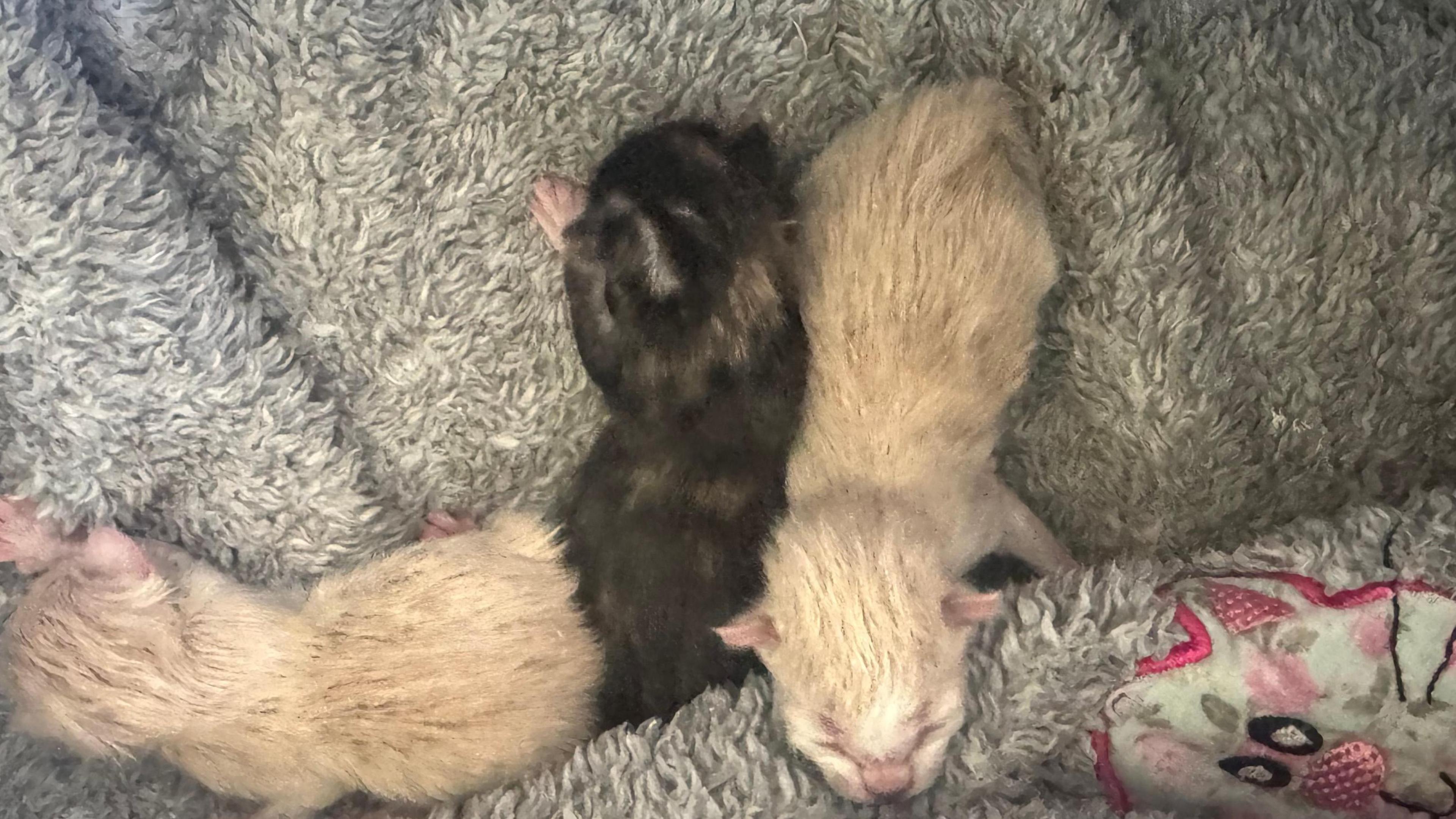 An aerial photo of the two white kittens lying either side of the black kitten. They're lying on a grey fluffy blanket.