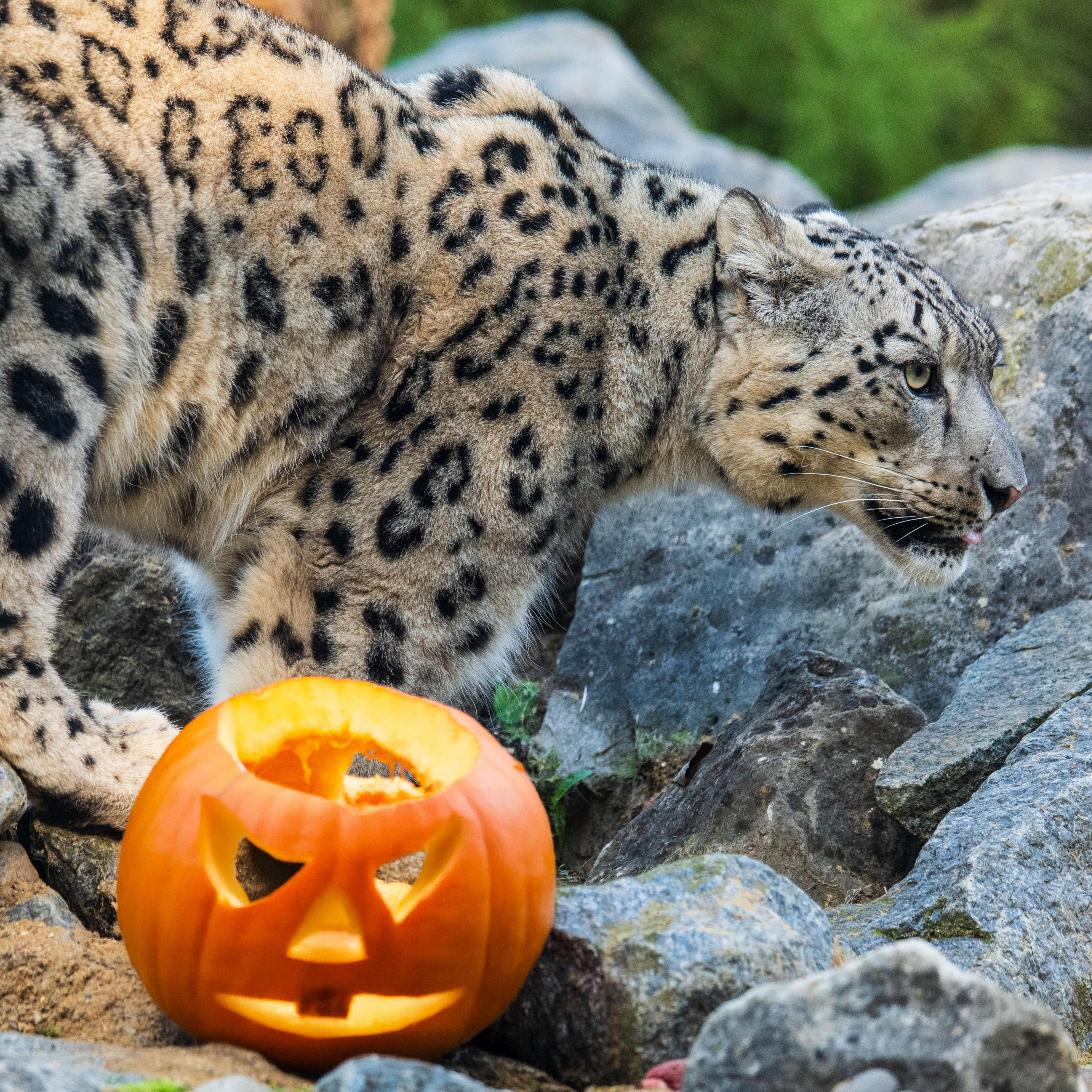 A snow leopard is in front of grey rocks with a carved pumpkin in front of it.