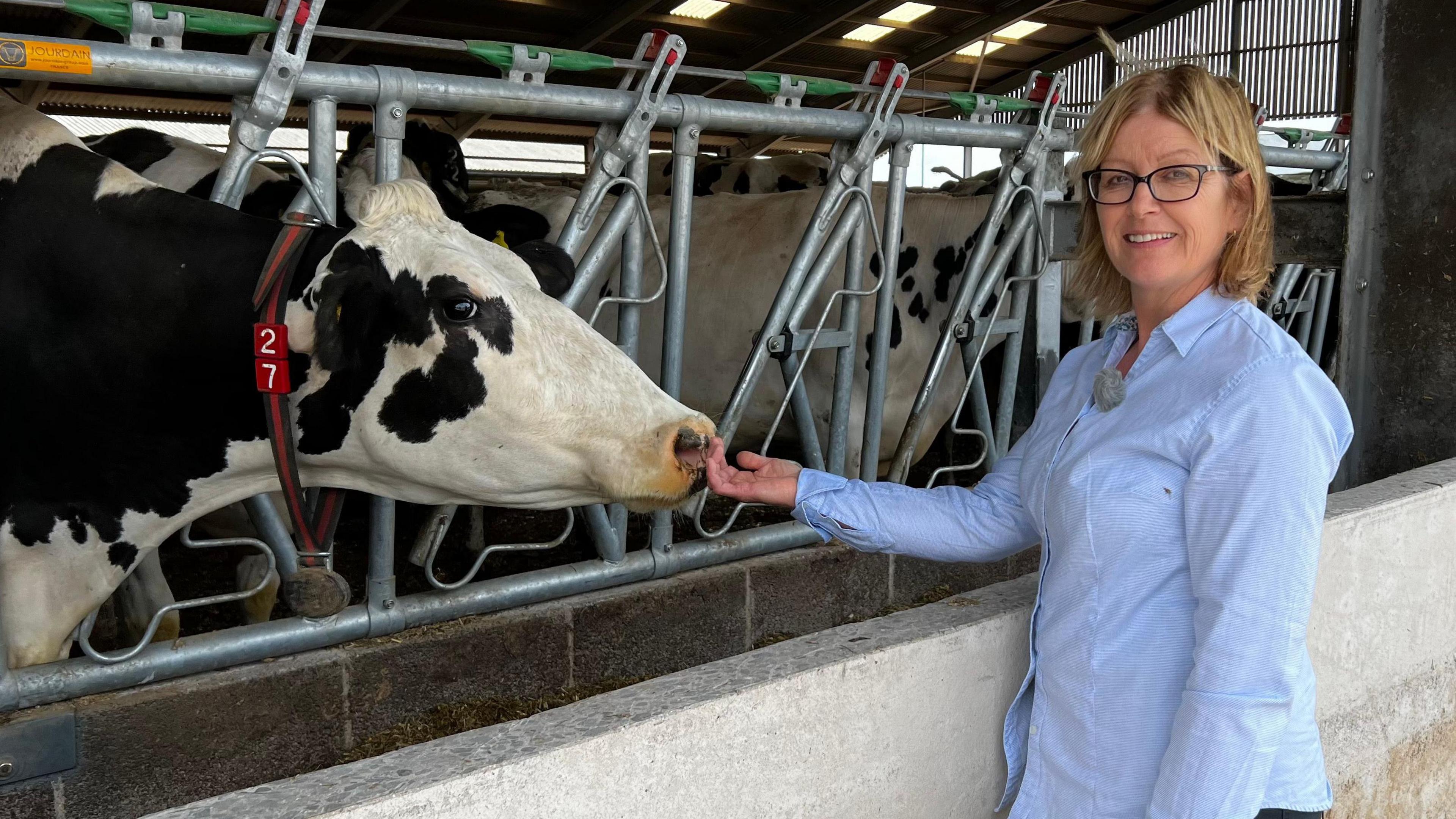 Sam Small strokes one of her black and white cows in the milking shed