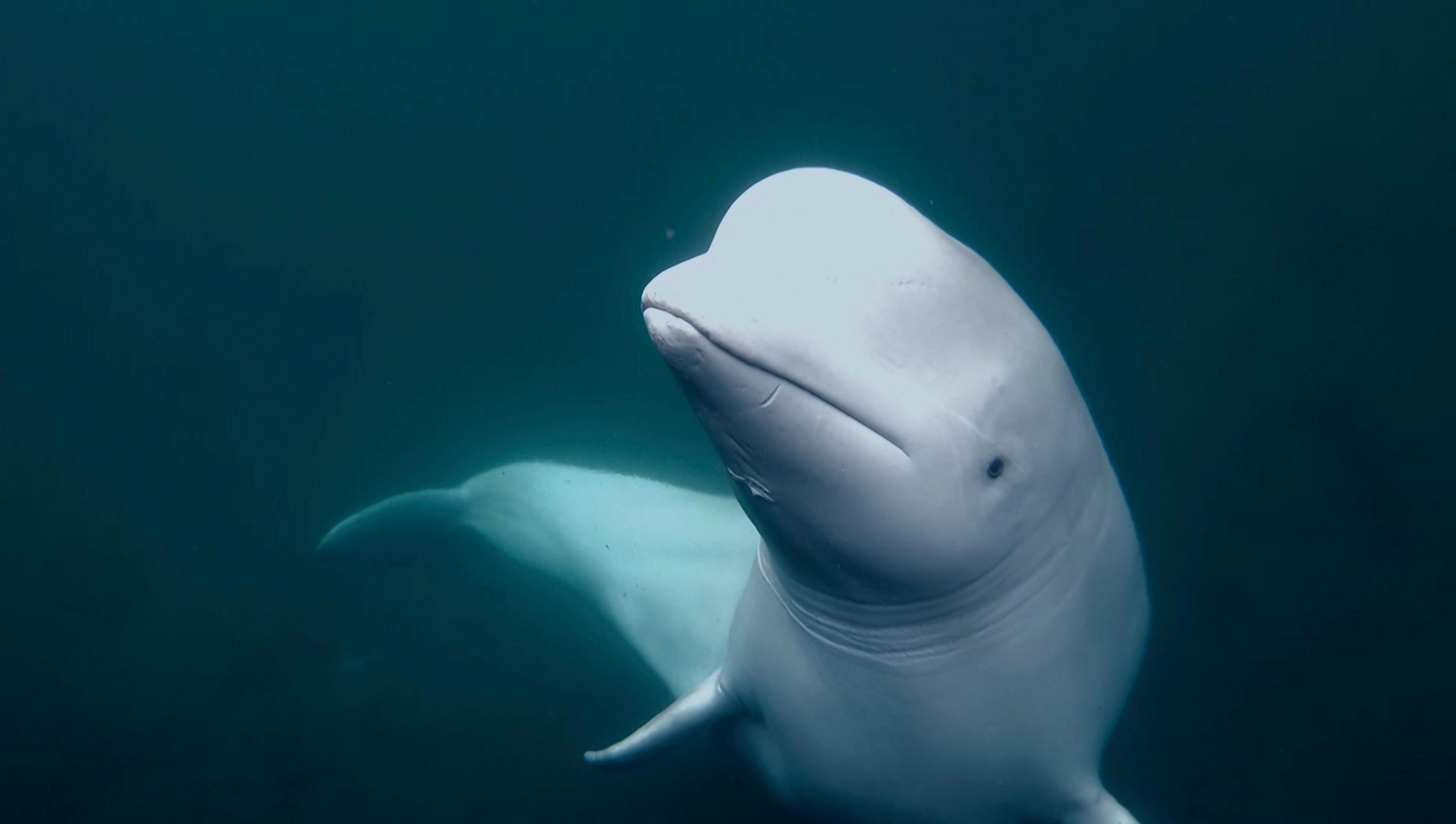 Underwater shot of Hvaldimir (beluga whale)