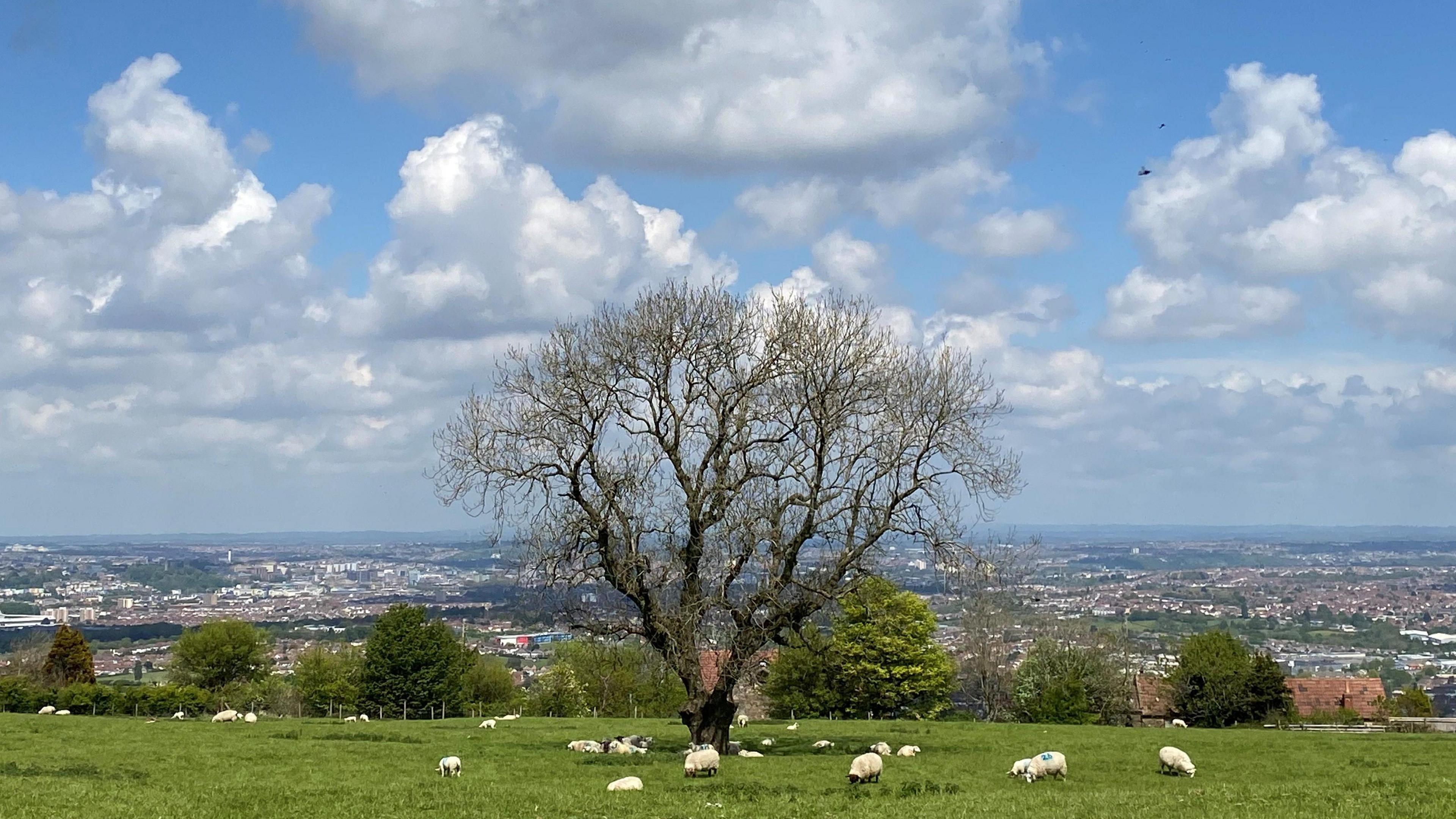 The view from Dundry Hill, with a tree and some sheep in the foreground and Bristol in the background