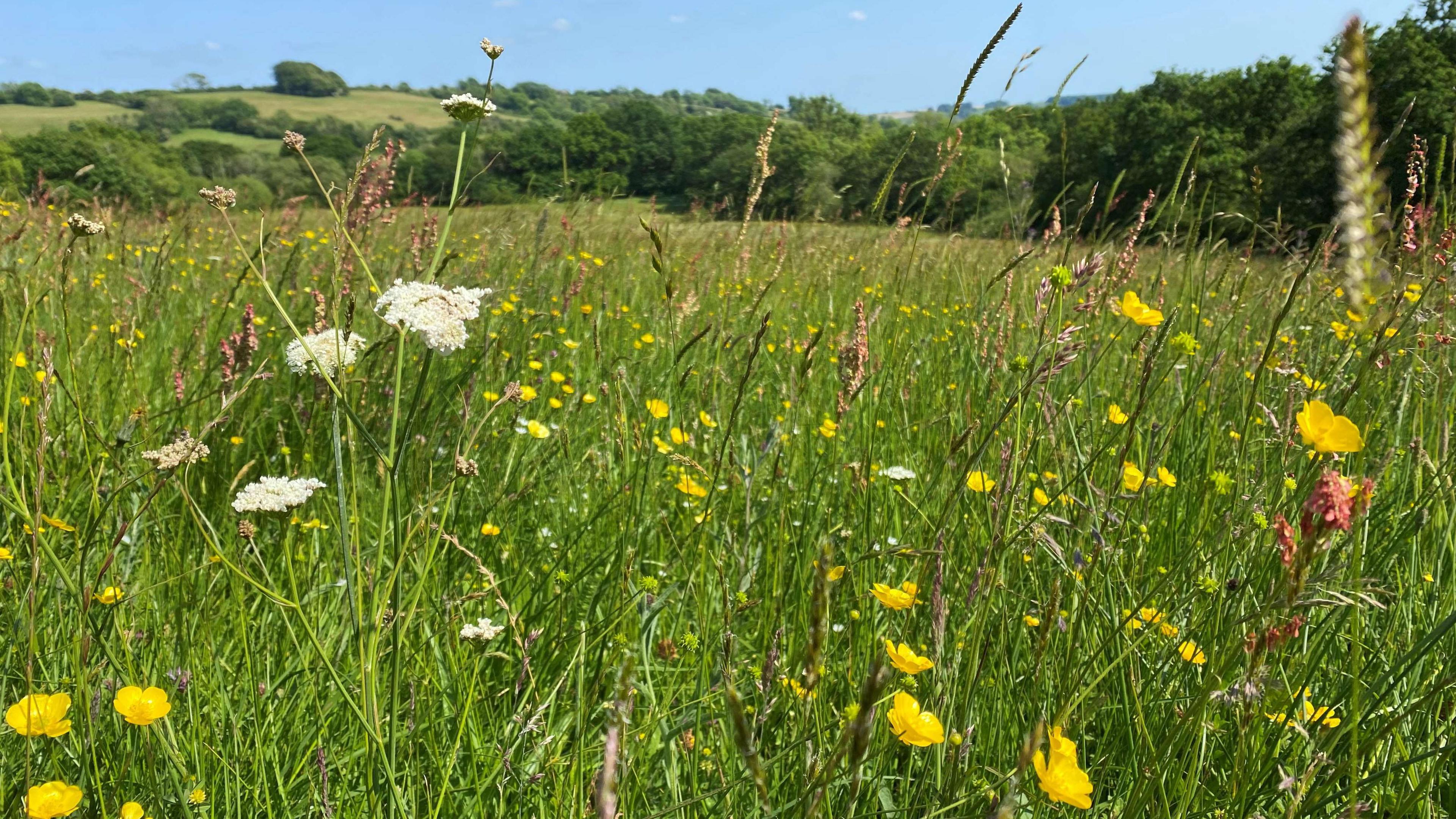 Kingcombe Meadows