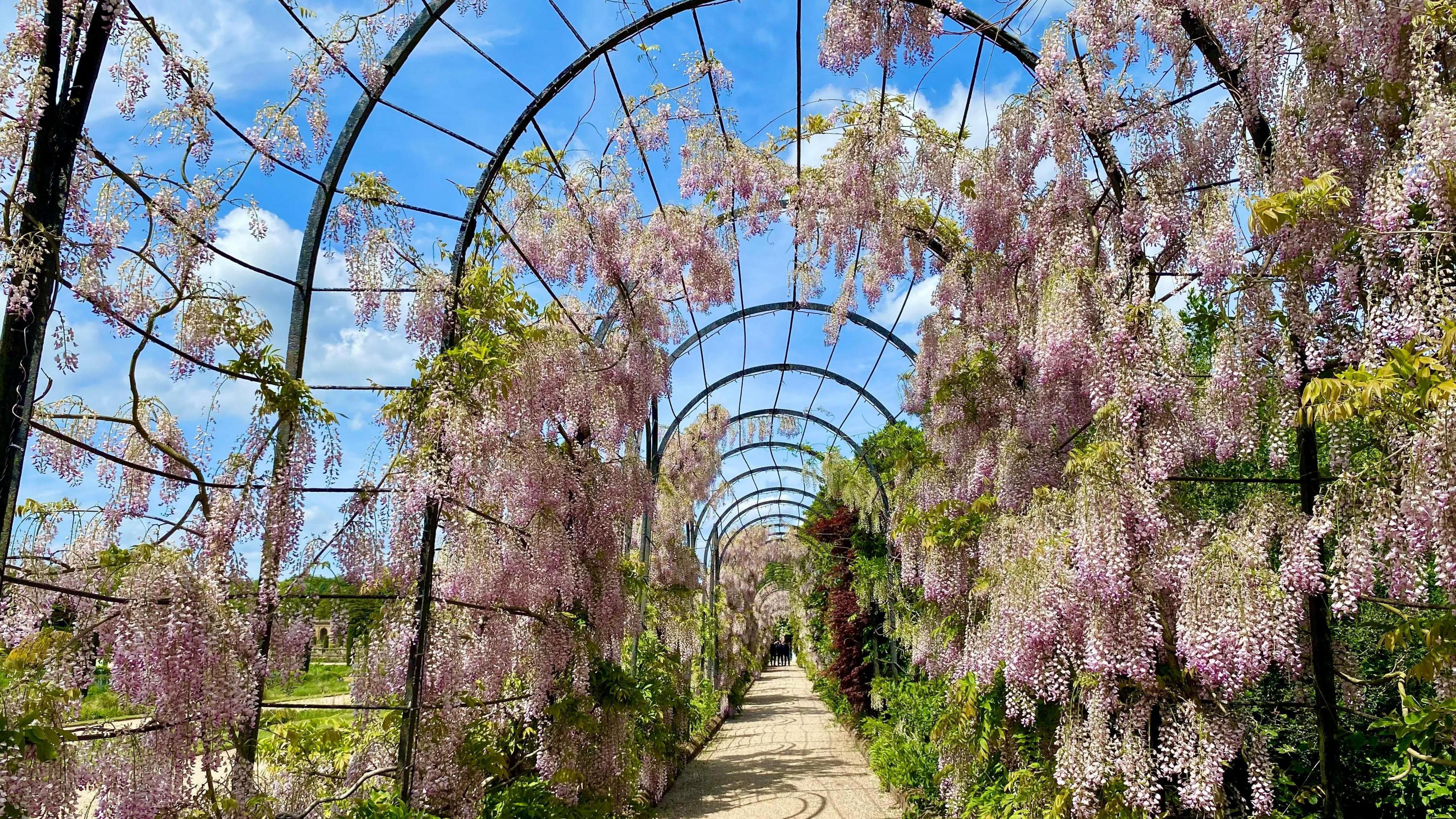 Flowering wisteria which is being trained up a tunnel-shaped frame
