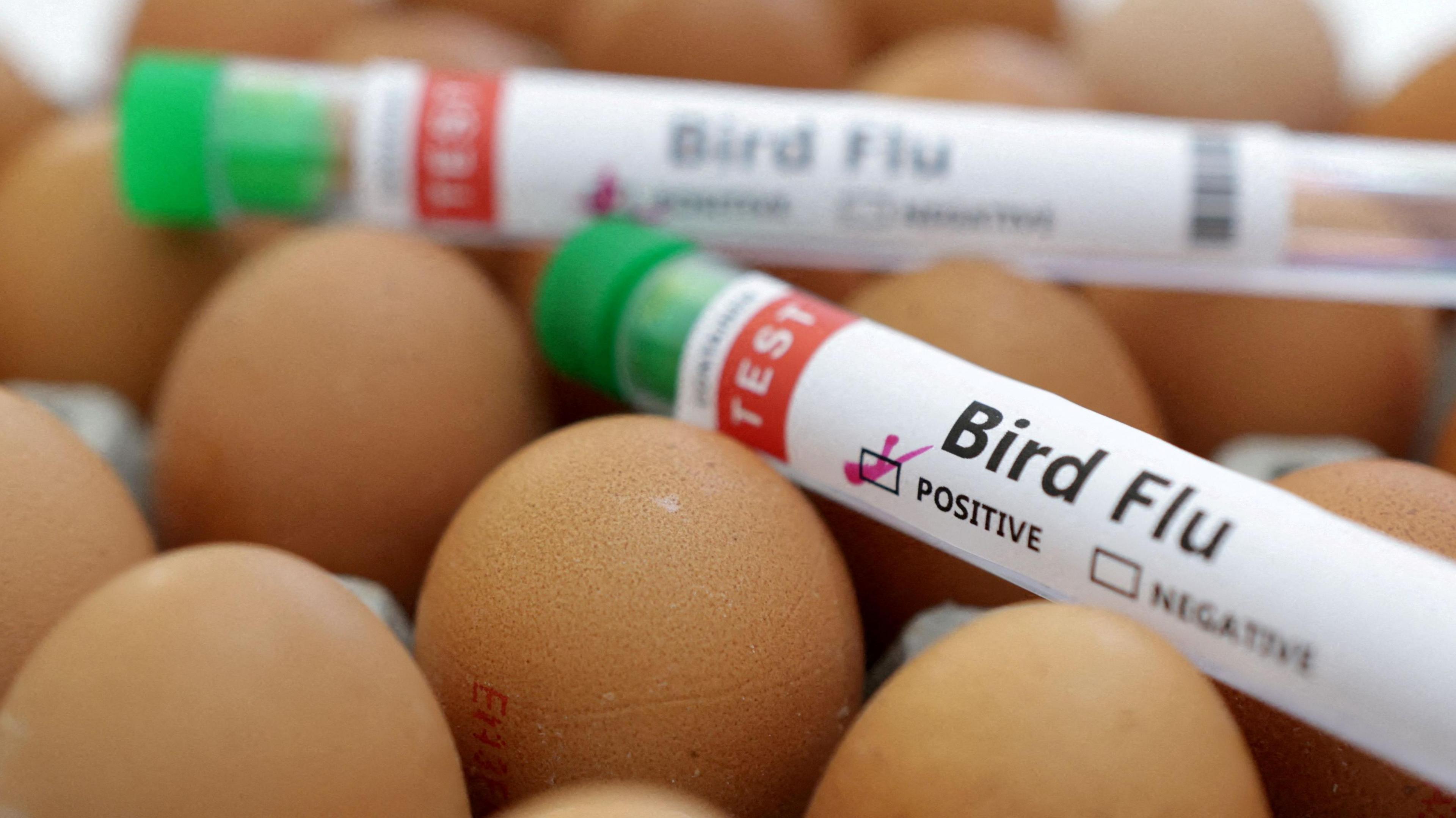 Test tubes with bird flu samples are laid across eggs.