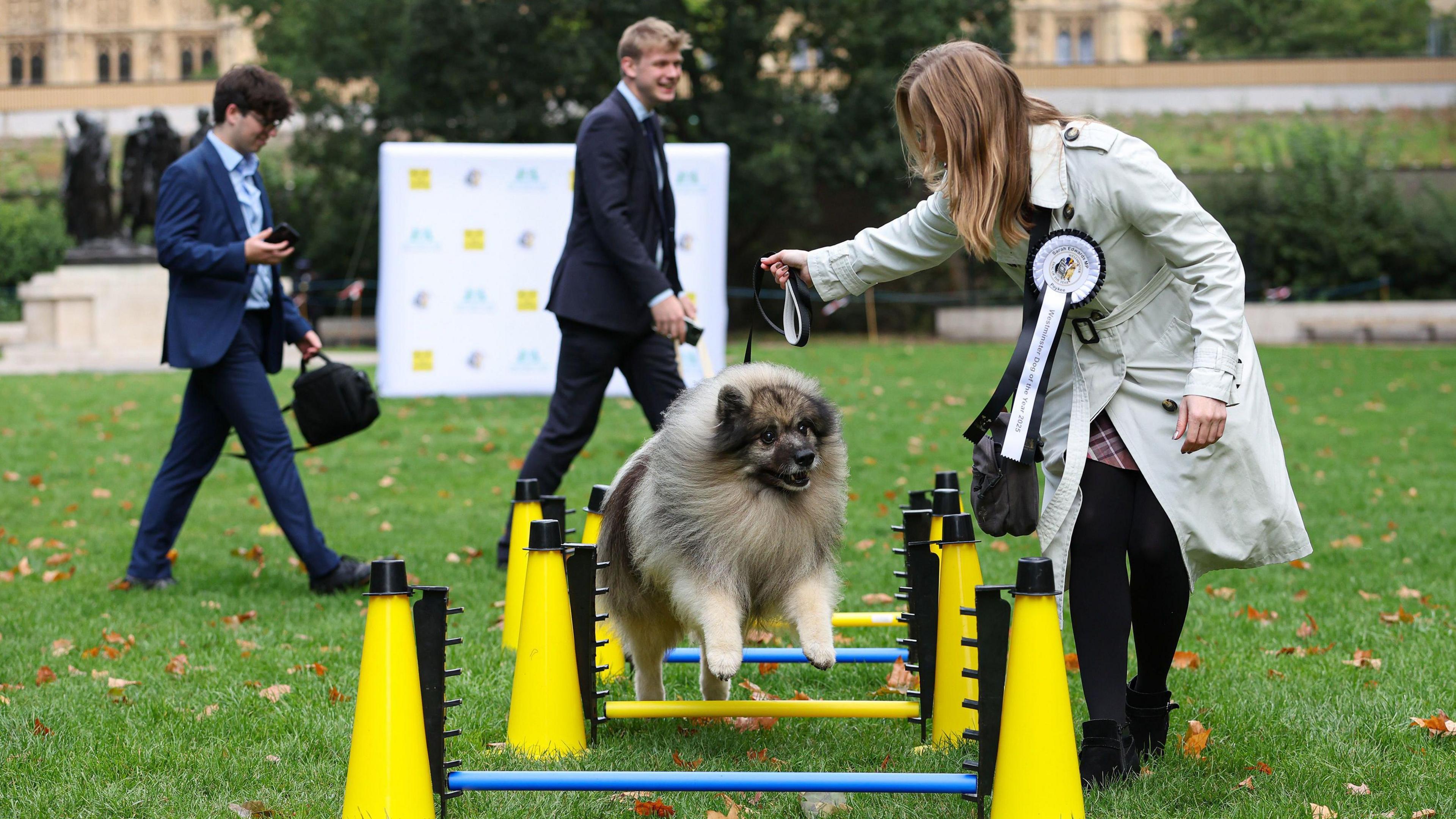 A small fluffy dog with dark brown fur around its face and cream fur on its body is leaping over a set of yellow-coloured hurdles on a grassy area. The dog's owner, who is a blonde woman in a white coat, is standing next to him. She has a white rosette pinned to her coat.