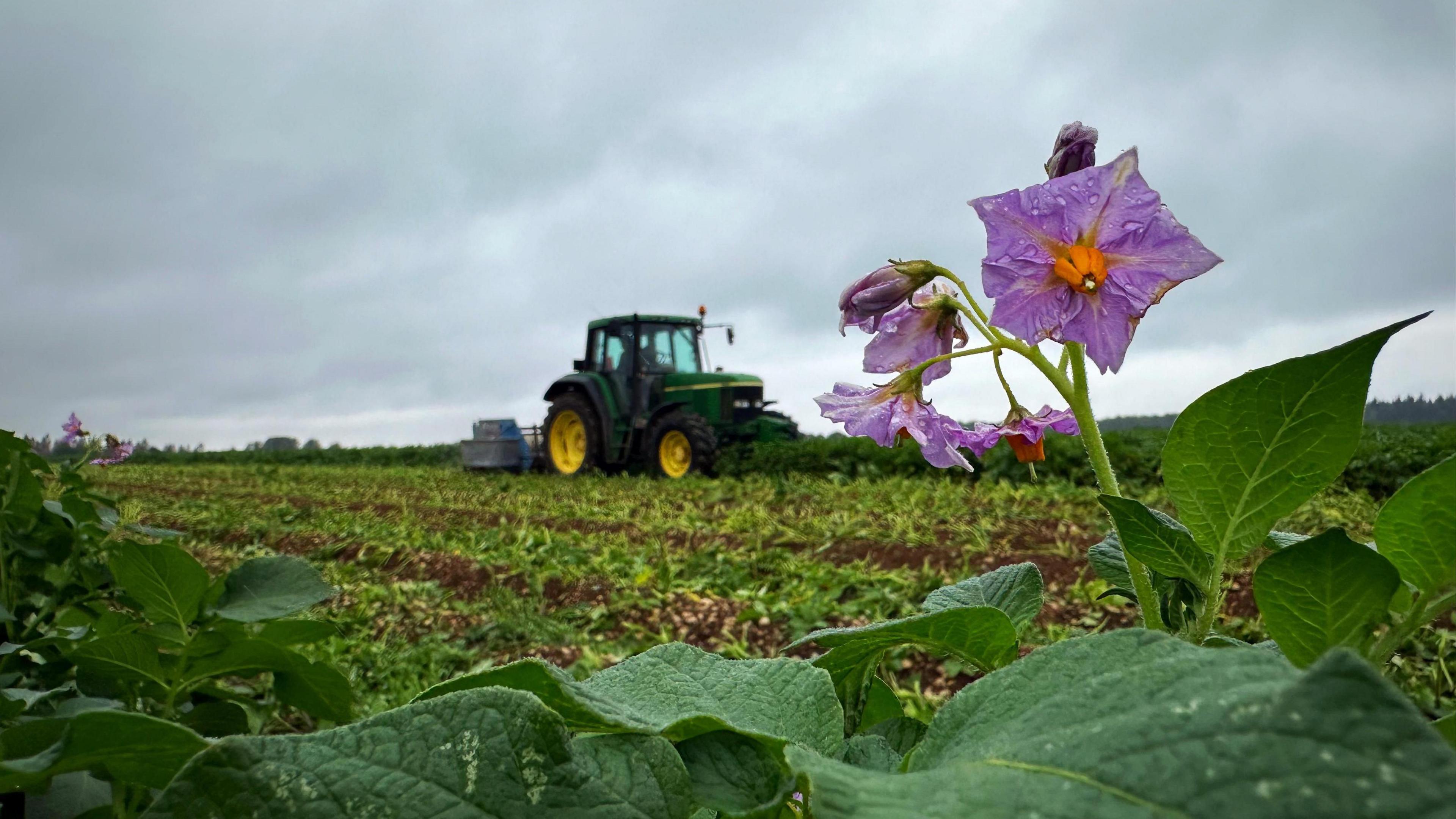 A green tractor with yellow wheels ploughing a field under grey clouds with a purple flower prominently protruding in the foreground. 