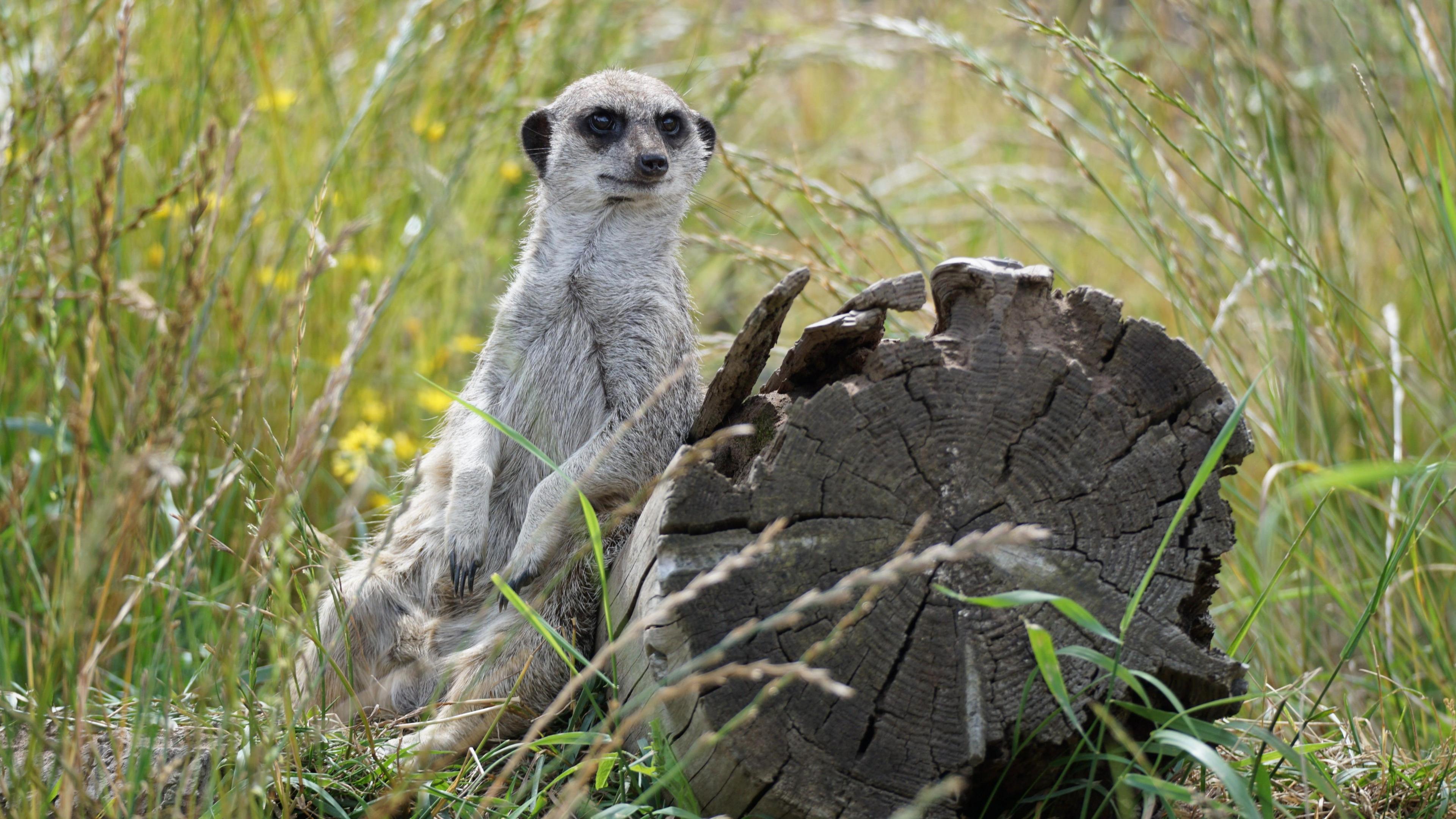 Meerkat