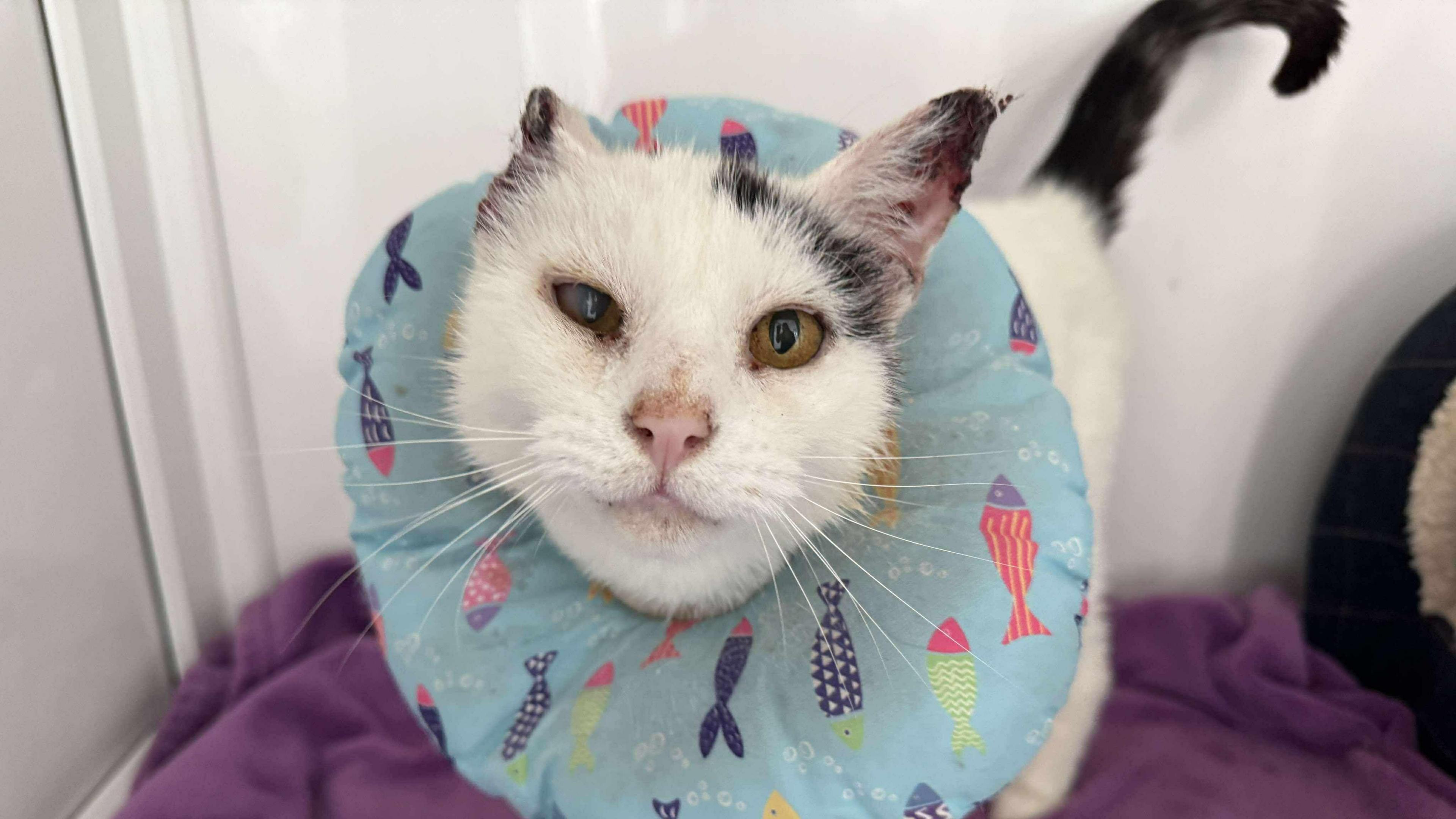 Mittens looks at the camera while wearing a pet recovery collar which is blue and has fishes on it. His left ear is damaged and missing parts while his right ear is in tact with some damage on it.