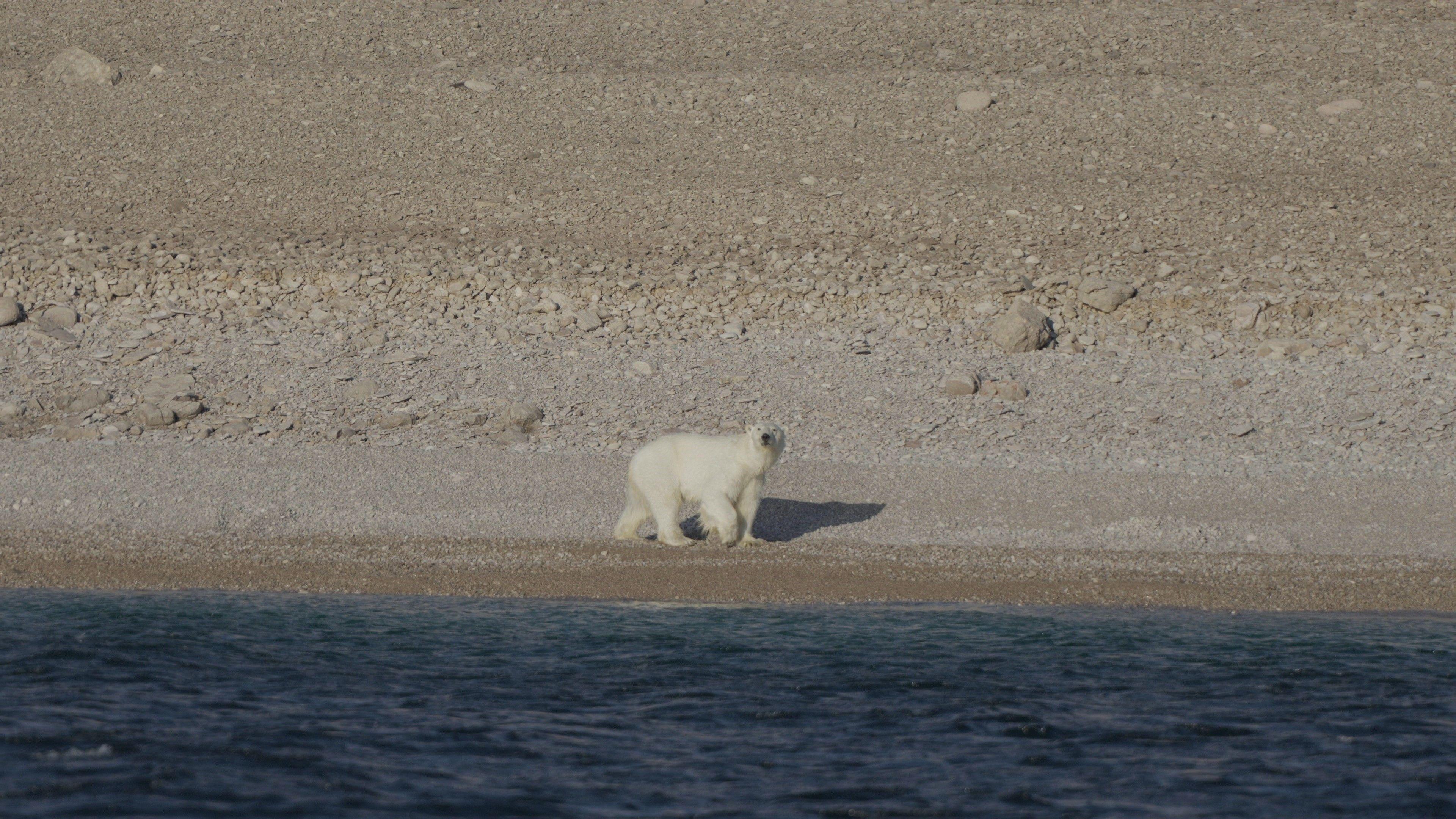 A polar bear walks along the water's edge on Prince of Wales Island in northern Canada.