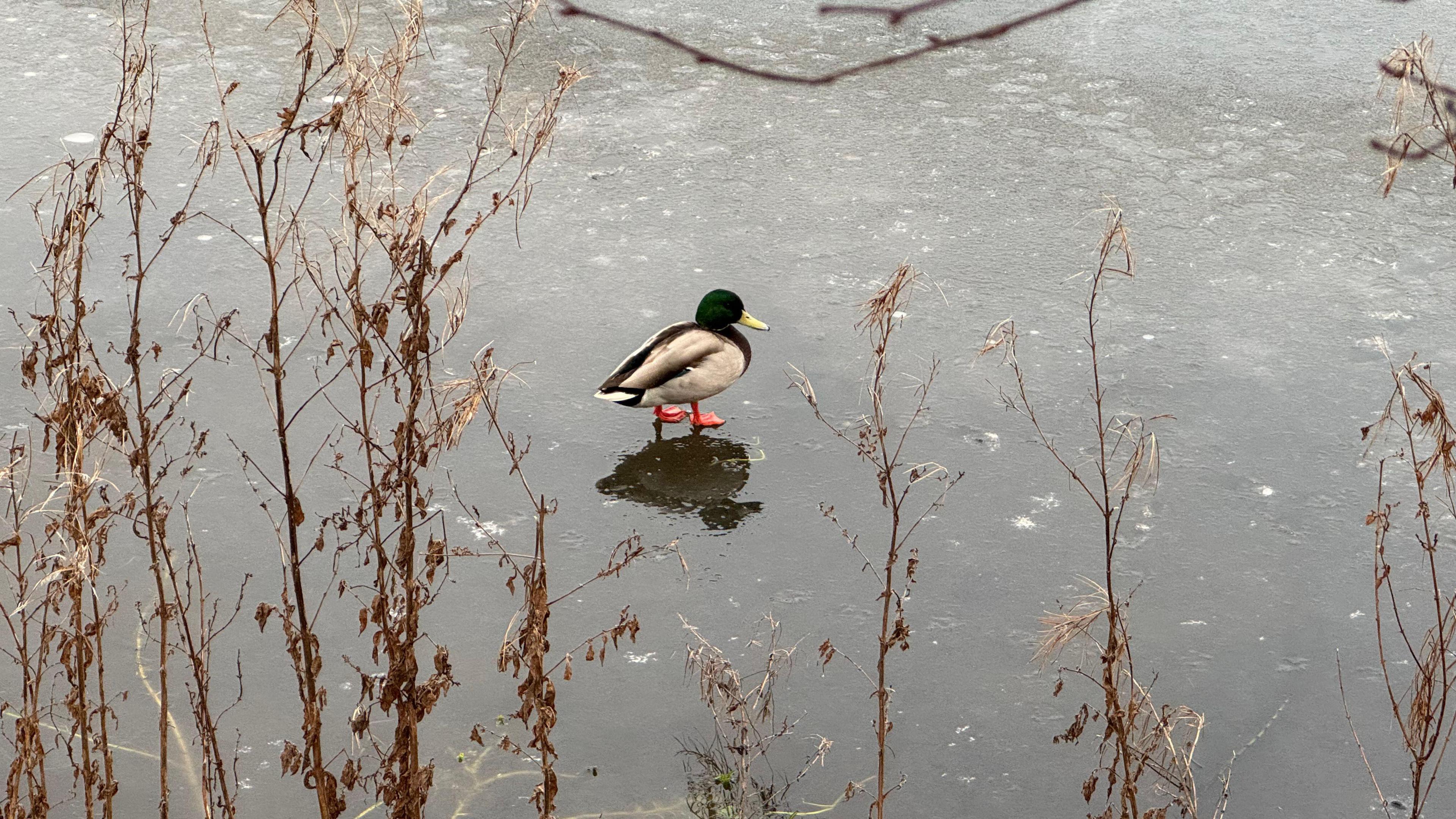 A duck walking on a frozen lake. 