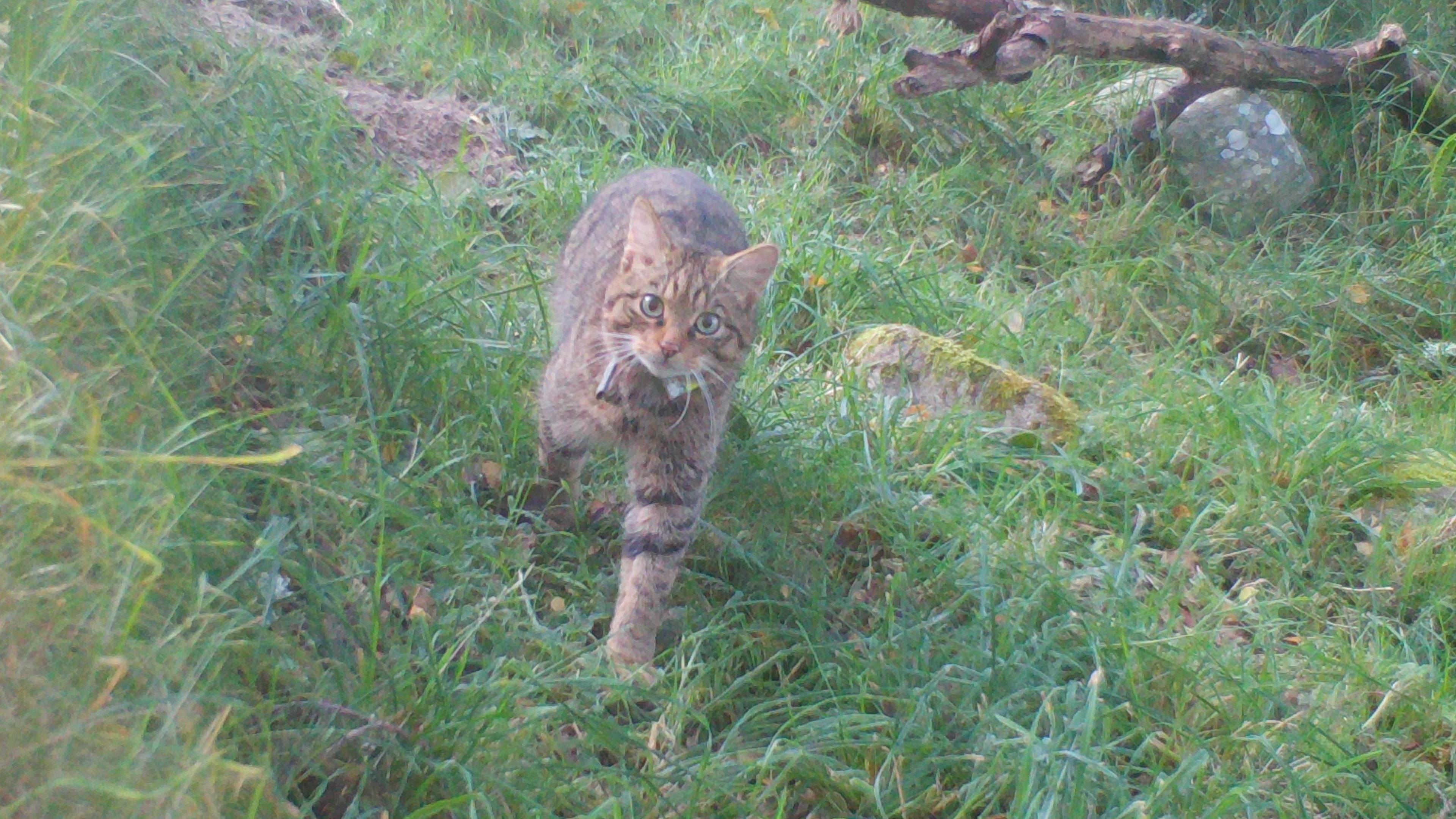 Wildcat out in Scotland national park