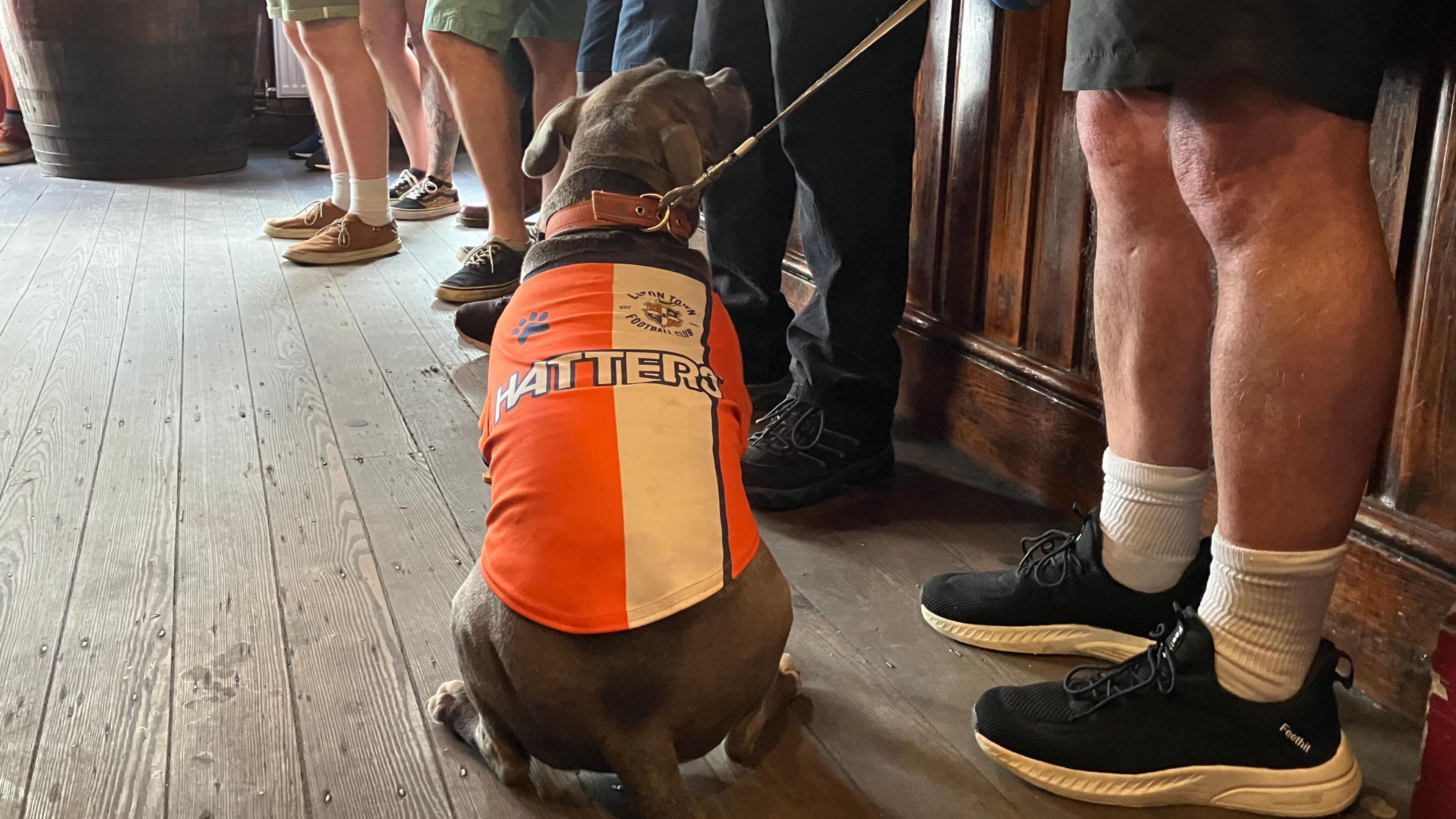 Dog wearing an orange Hatters football shirt is on a lead and sits patiently on the floor while its owner stands against the bar, watching a football game. Only the lower legs of the people are shown in the photo.