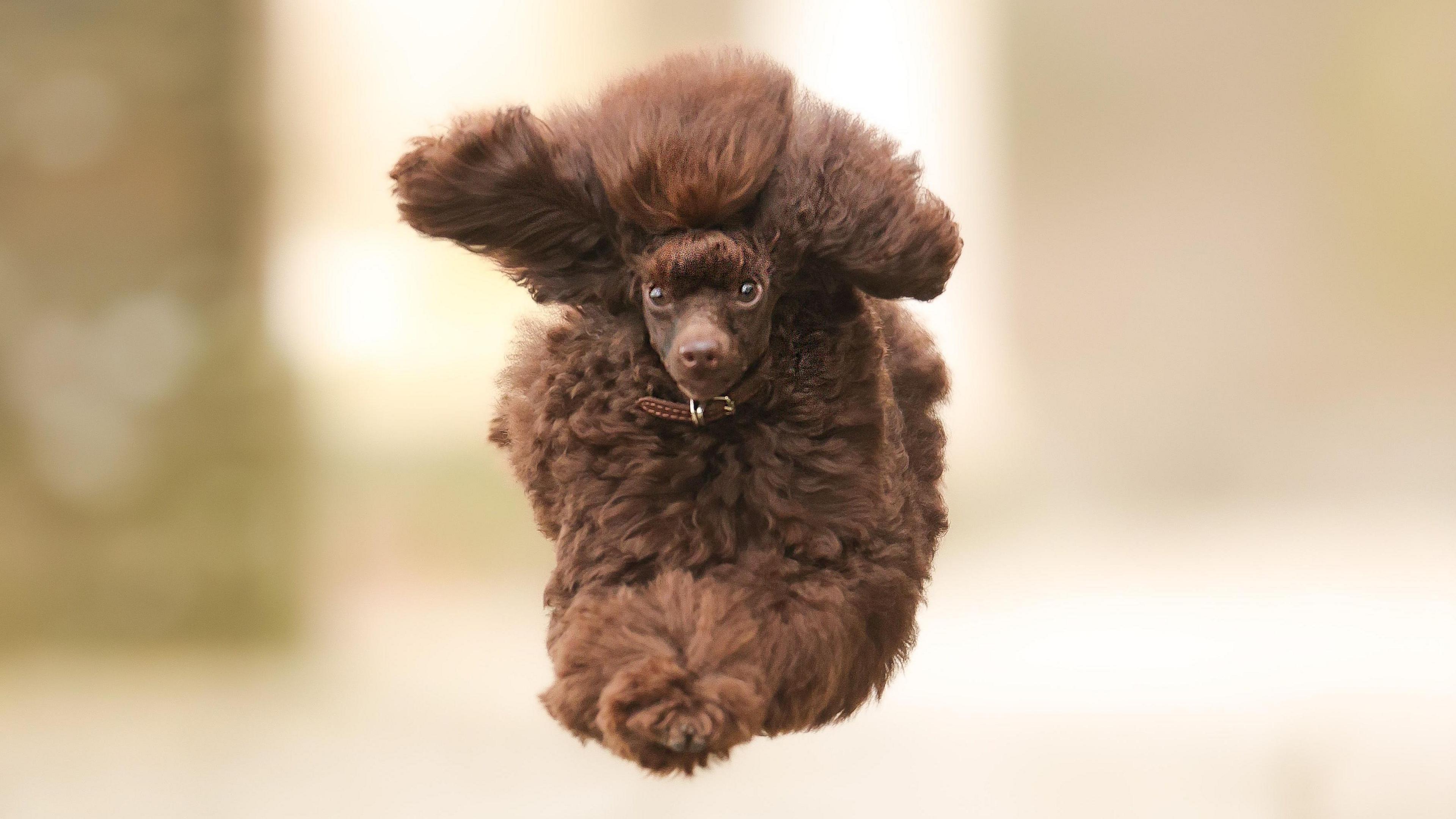 a poodle running