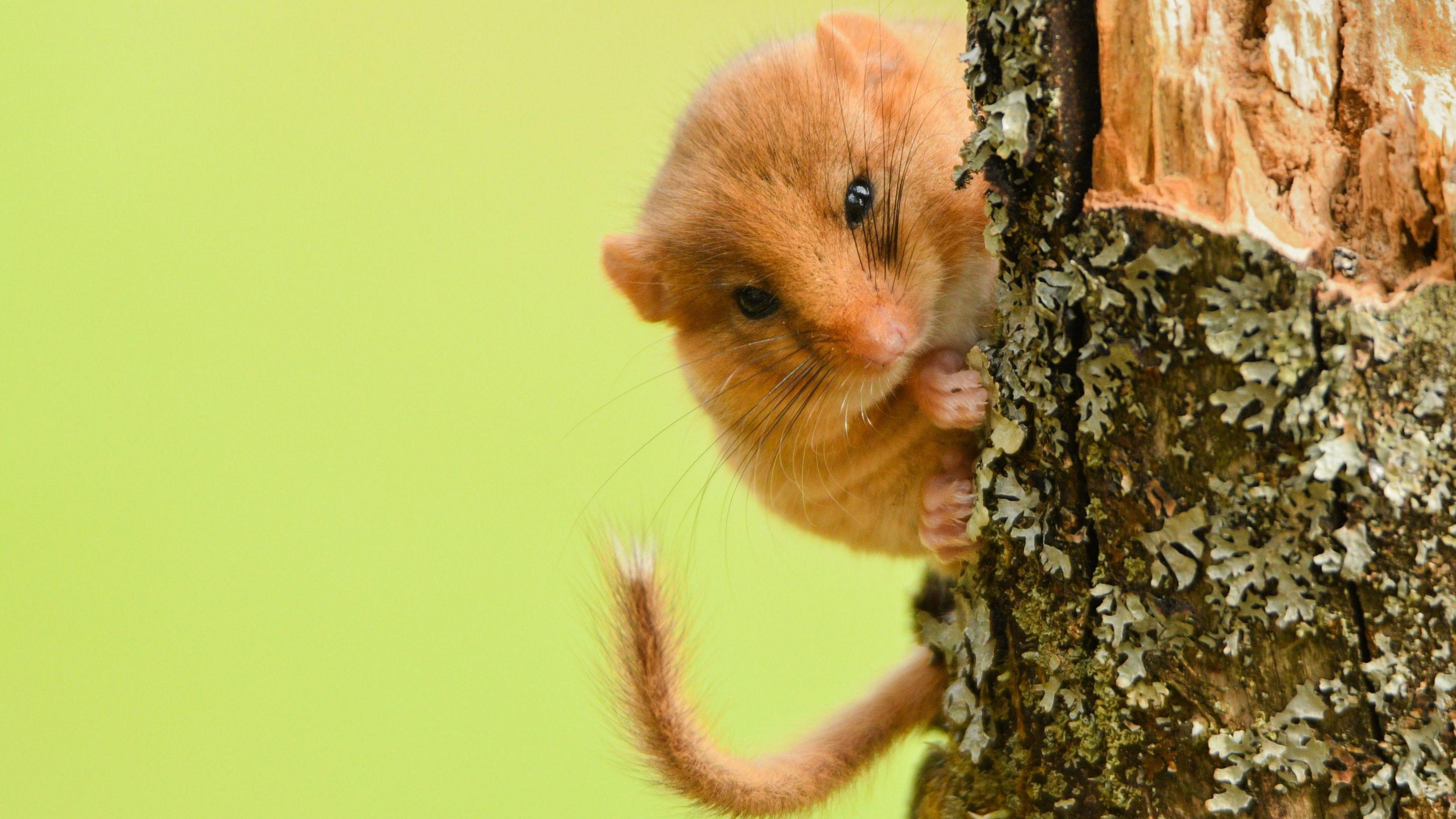A hazel dormouse looks around a tree trunk.