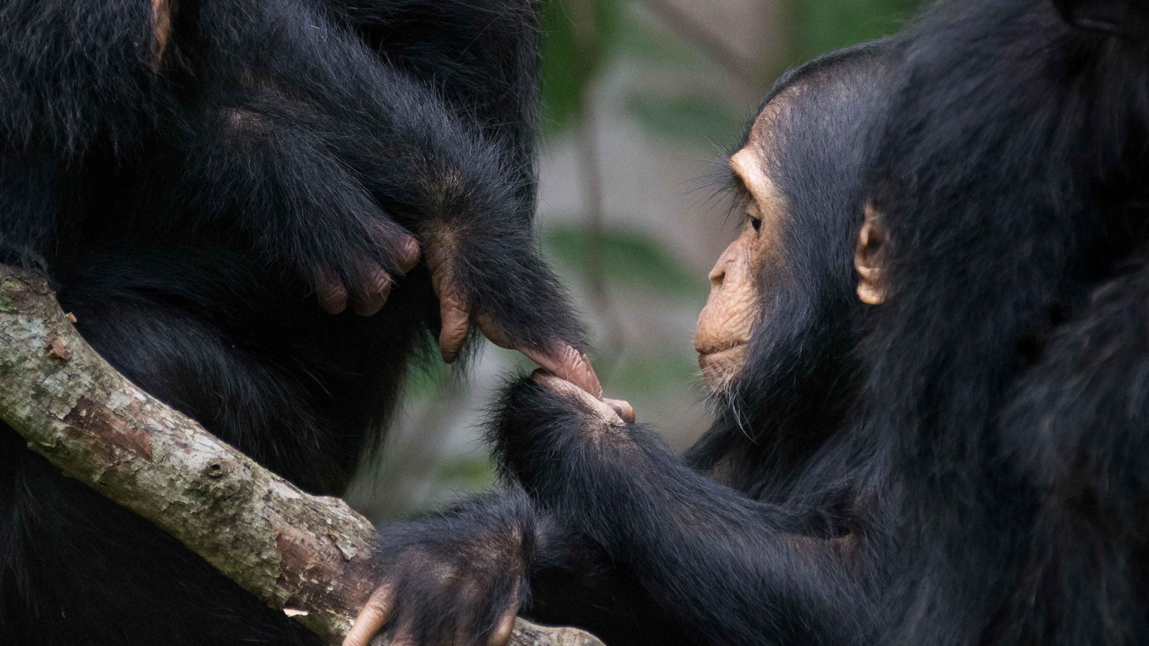 Close up of wild chimpanzees communicating with gestures