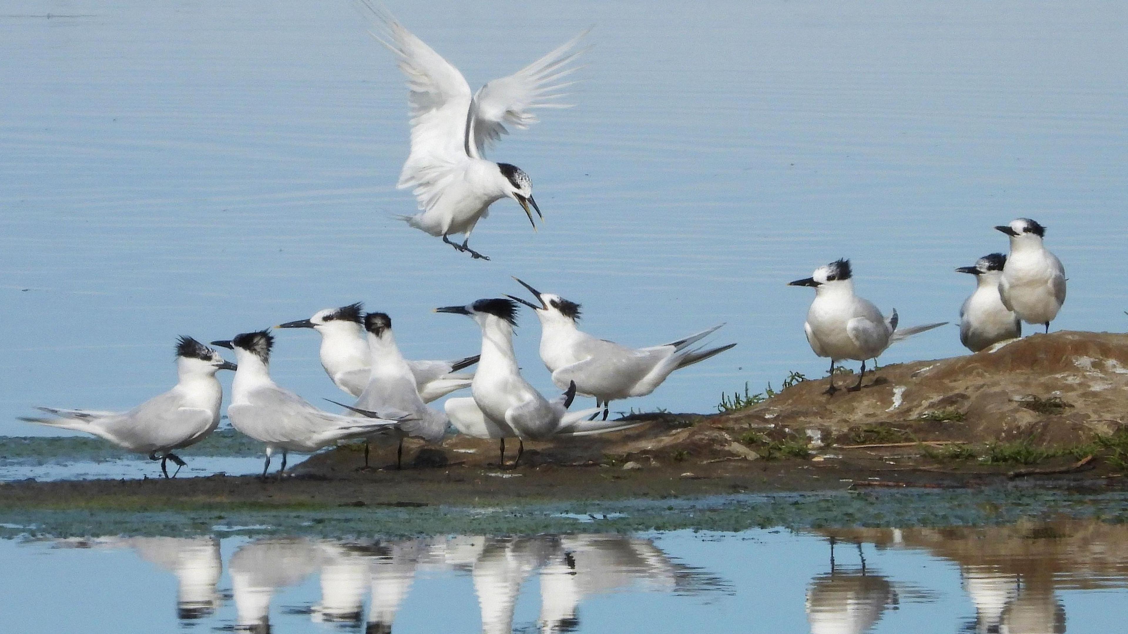 Sandwich terns interact on a bank at RSPB Minsmere. One can be seen flying above the group.