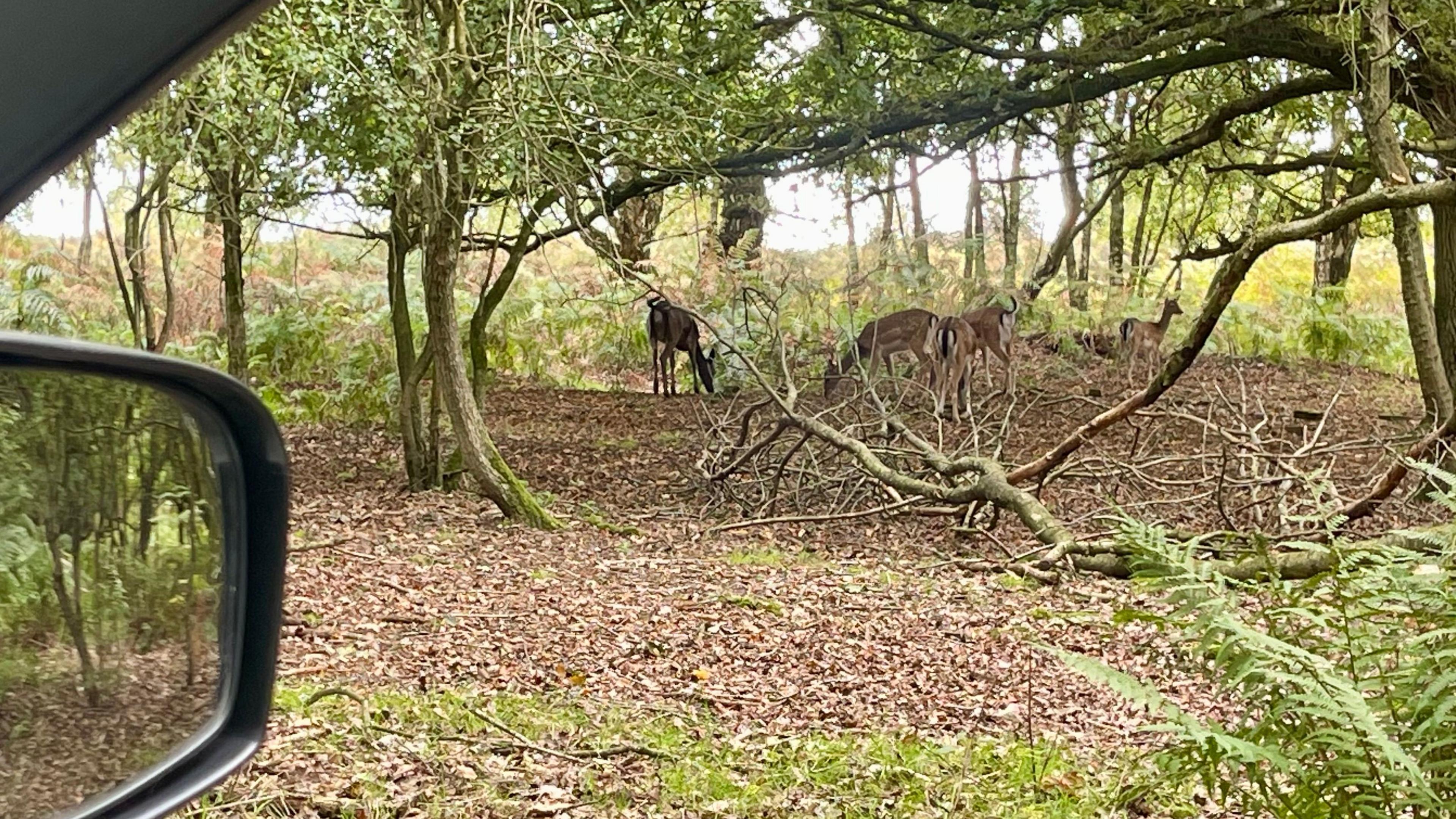 Four deer in a woodland area. The wing mirror can be seen from the car where the photograph is taken from.