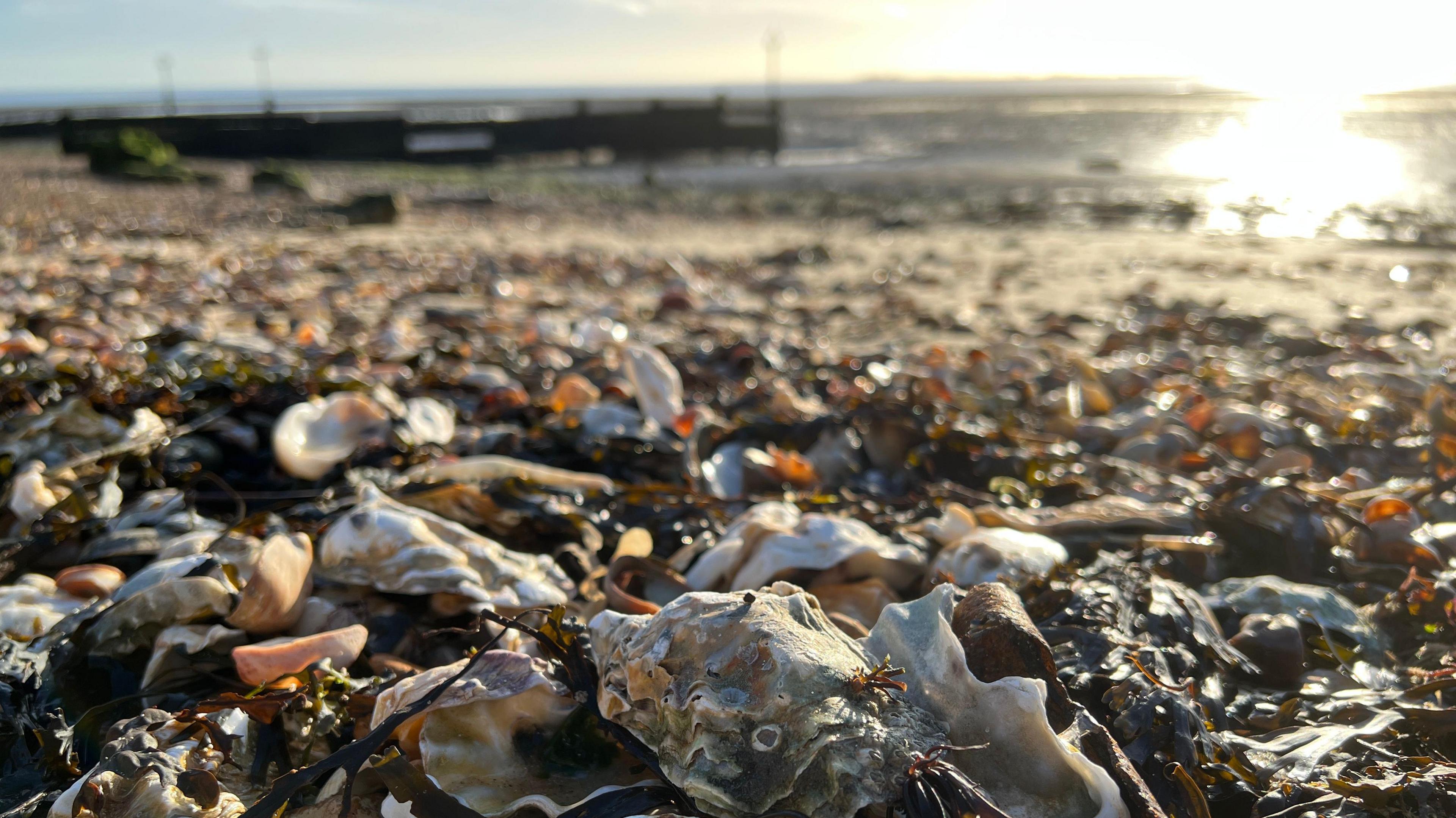 The coast off Mersea Island at sunset. Colchester oyster shells can be spotted on the beach in the foreground, and a per can be seen in the background. The sun is reflecting of the sea.