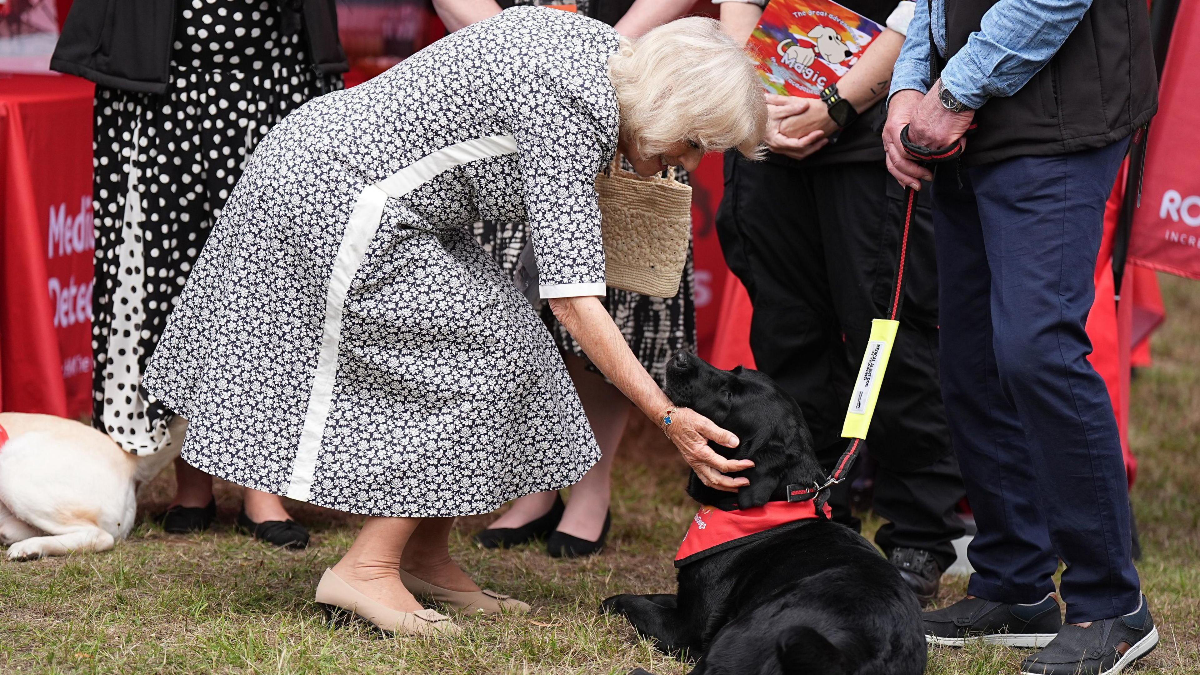 Queen Camilla who is wearing a black and white floral dress, is crouched to the ground petting a black dog. 